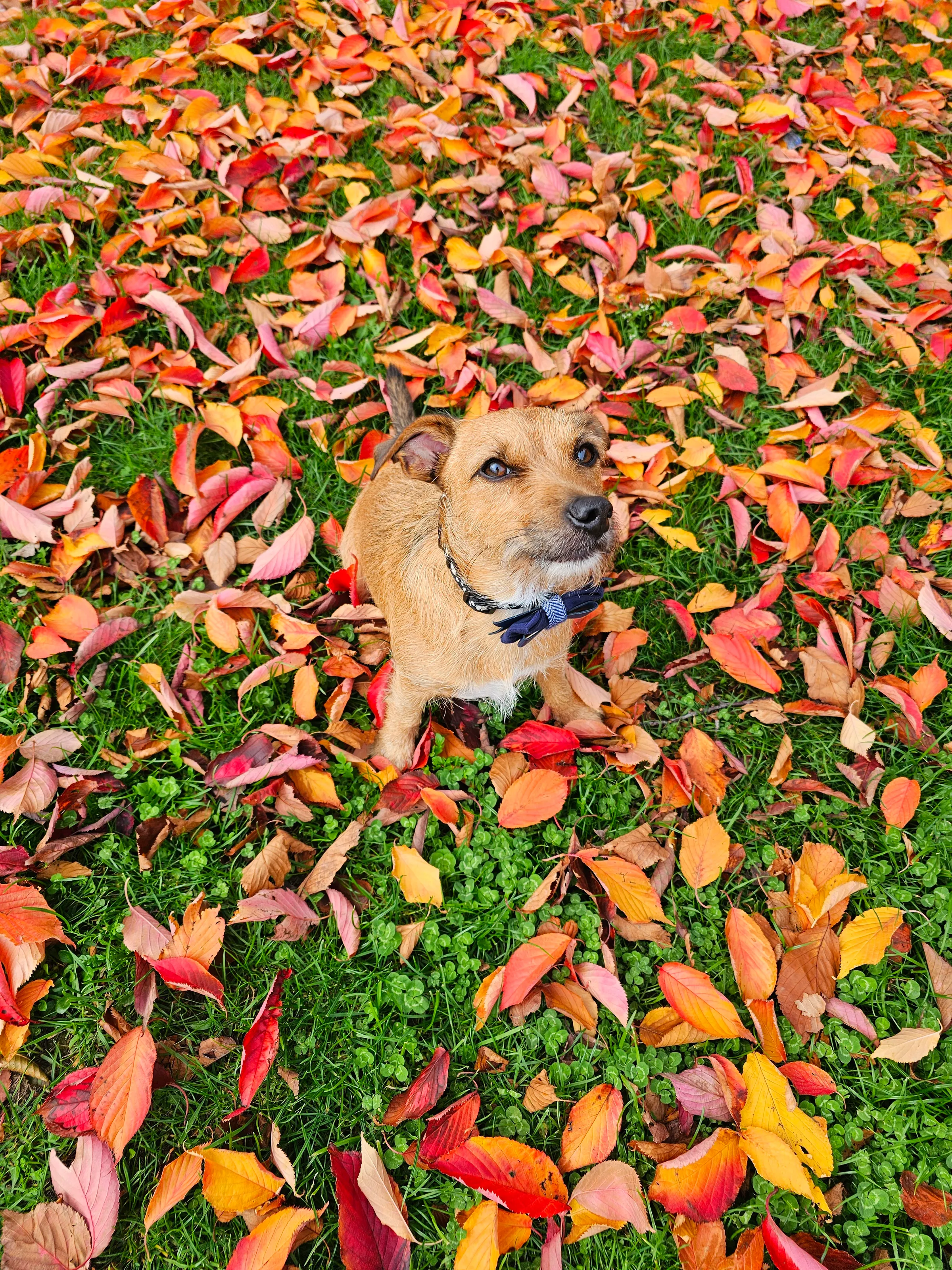 Autumn Colours