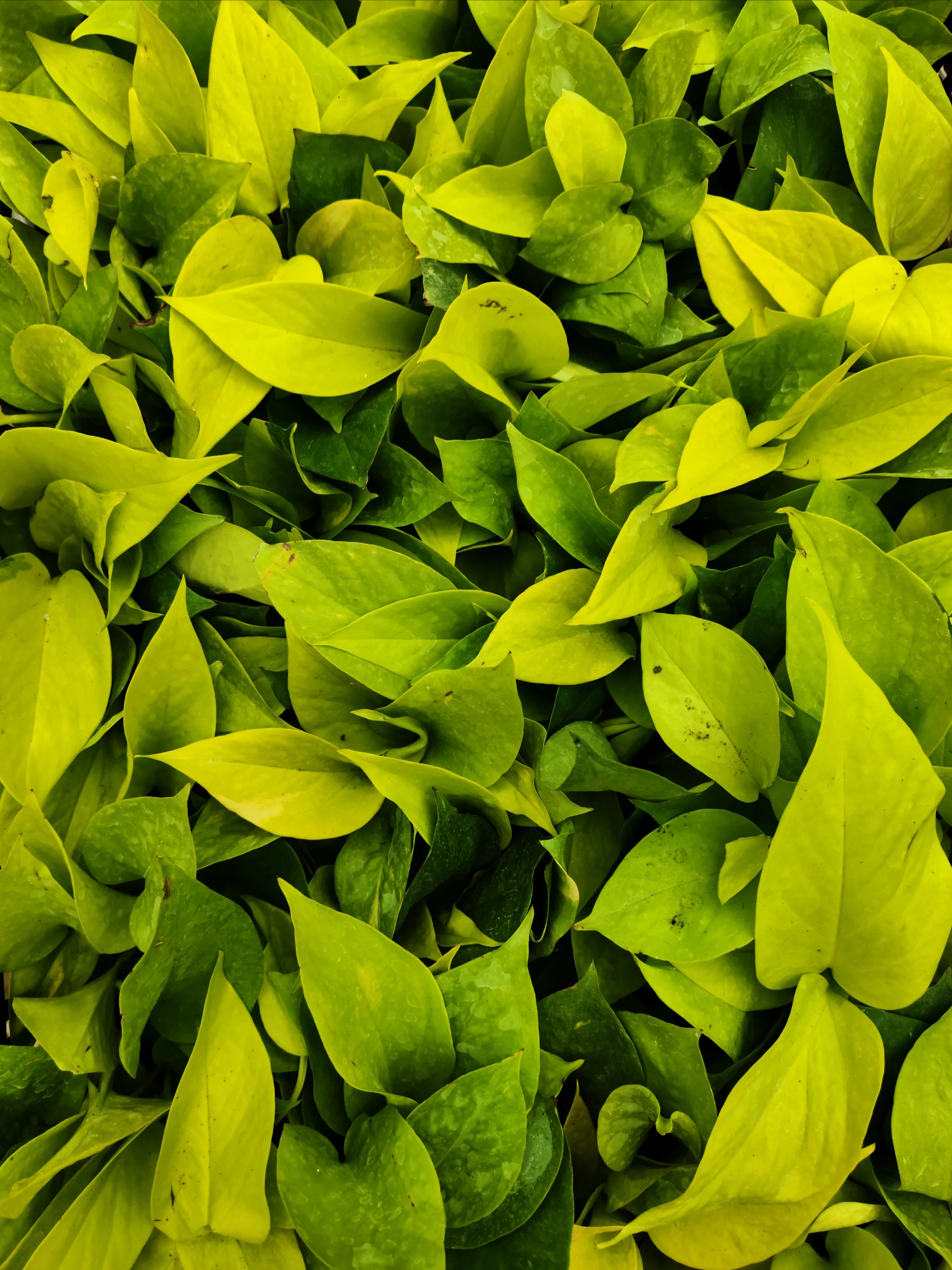 Leaves
