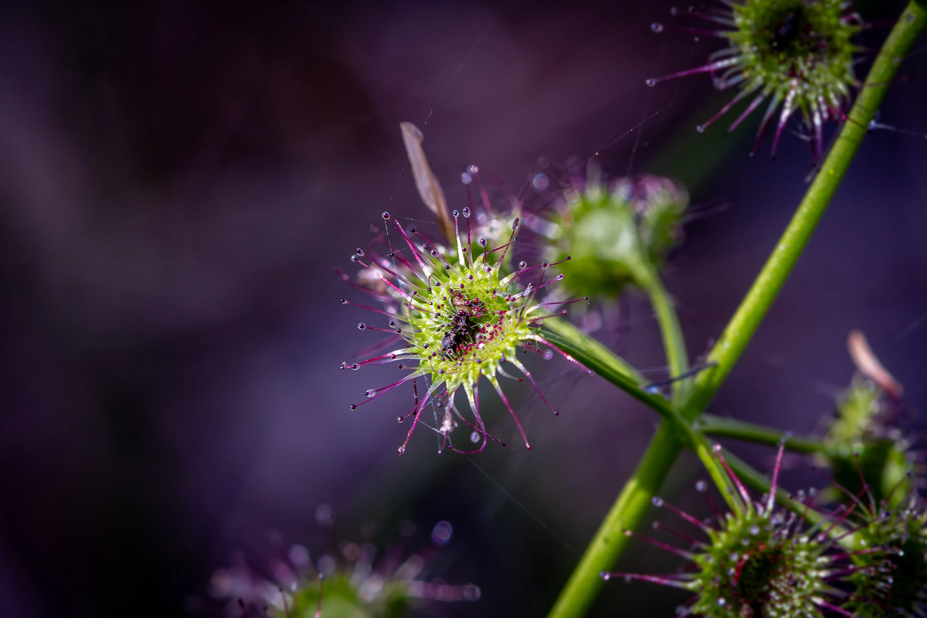 Carnivorous Elegance