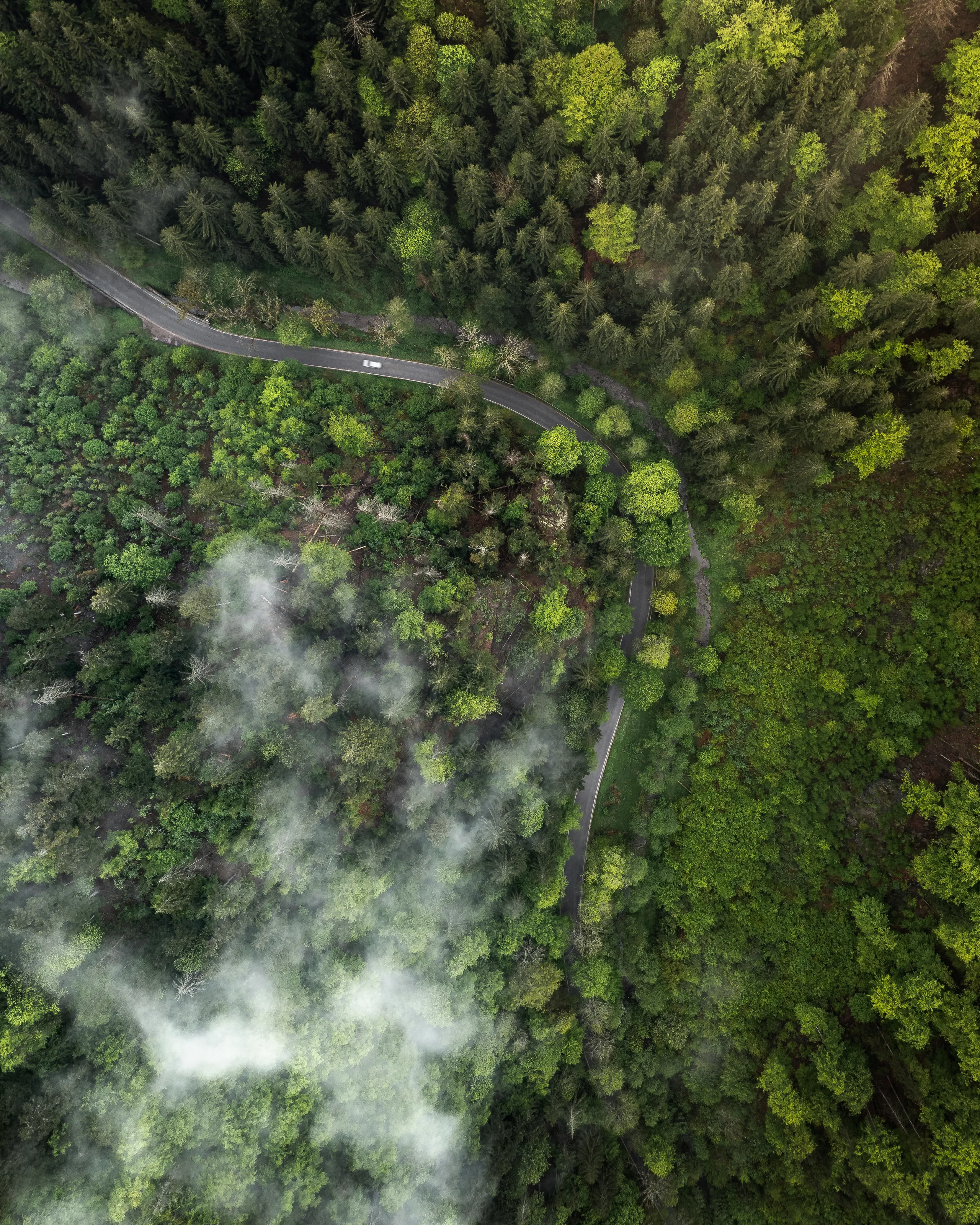 Curved Road in the Mist