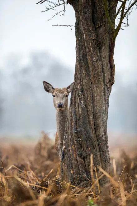 Sneaky Red Deer