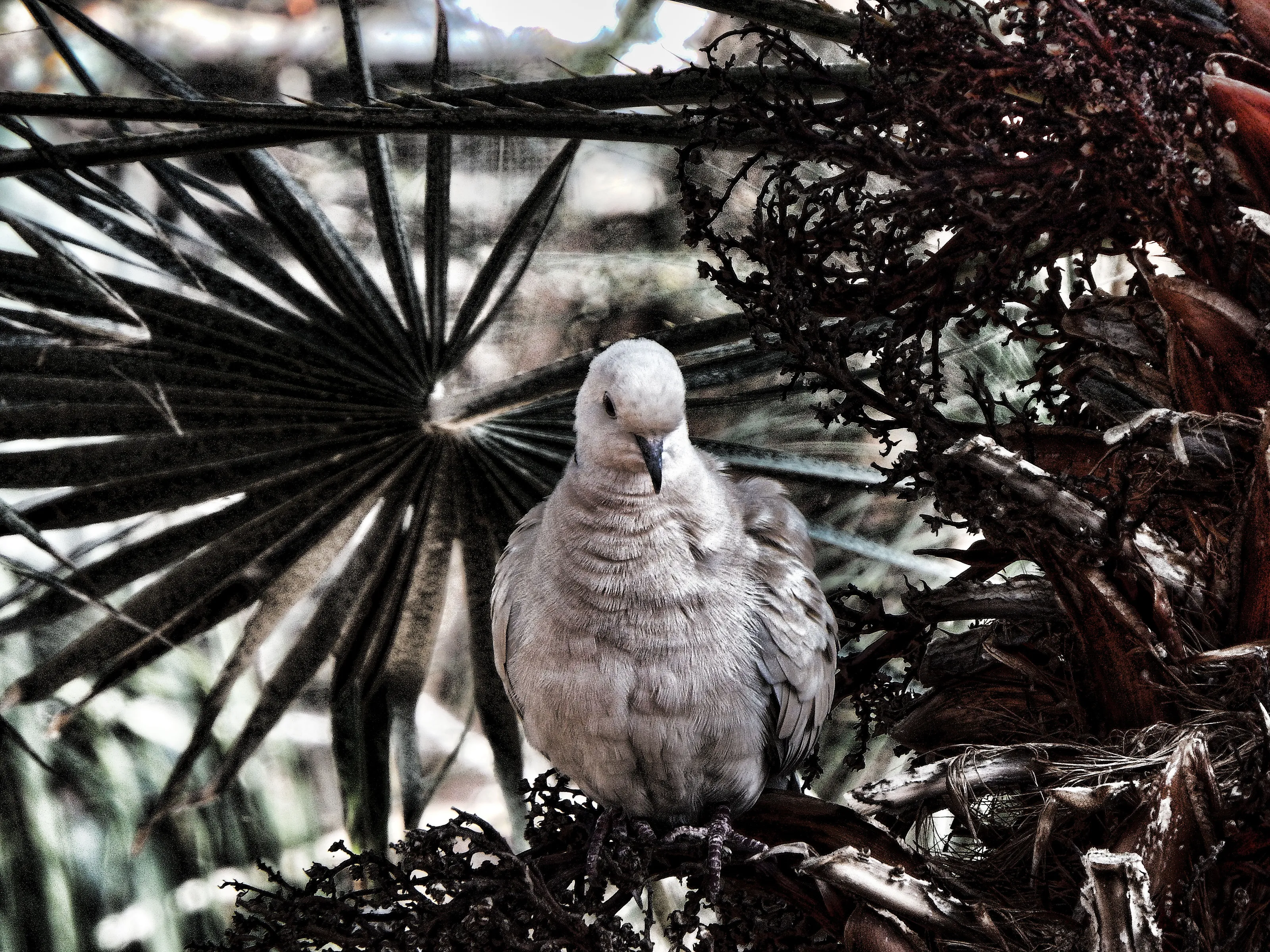 Troubled Peace