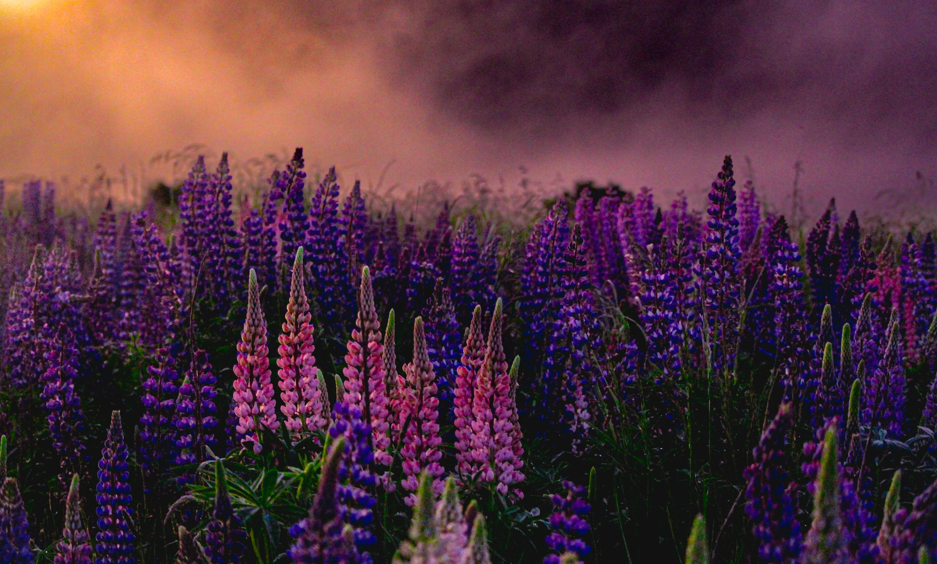Petals and Haze