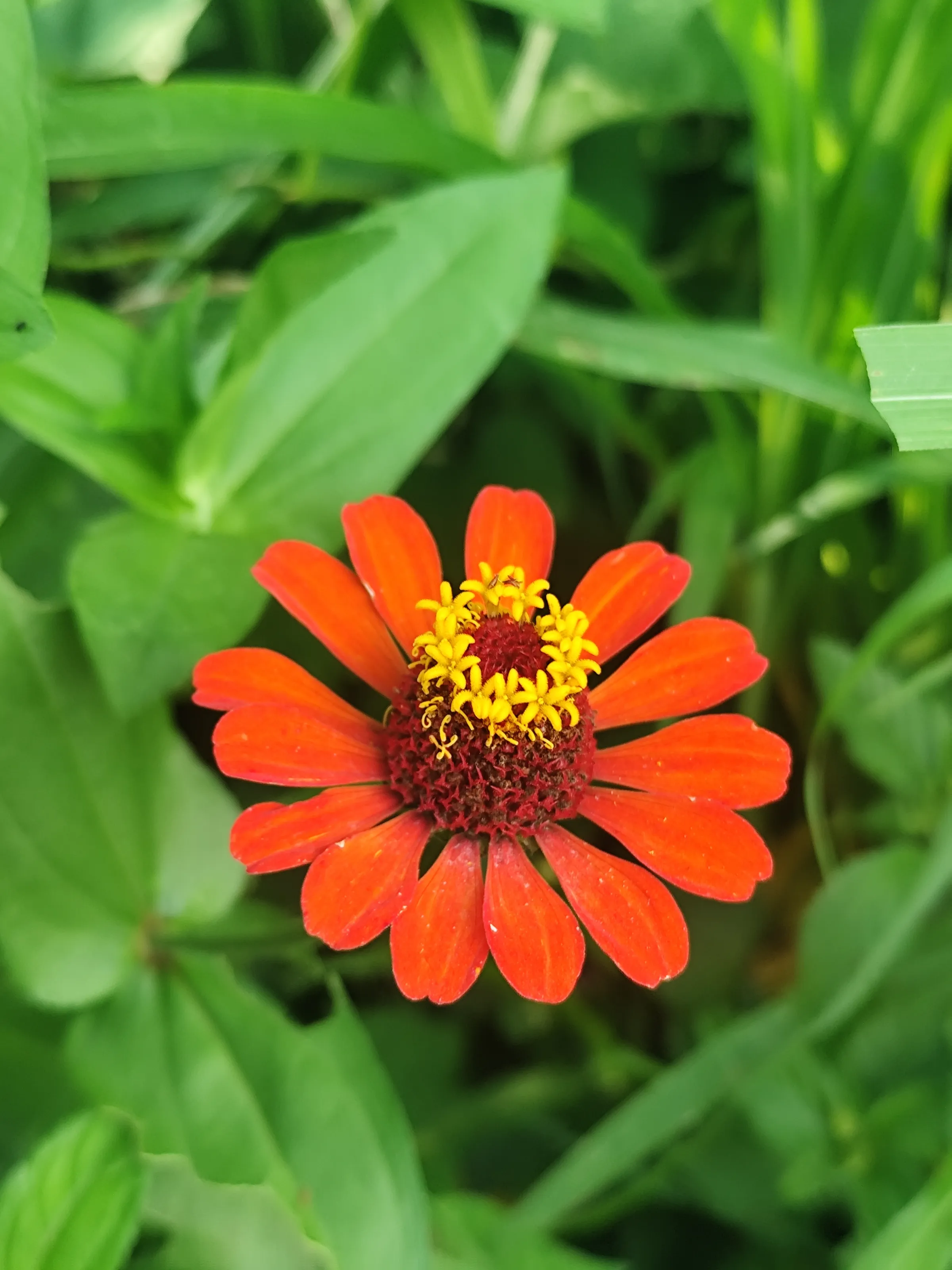Naturaleza pura
