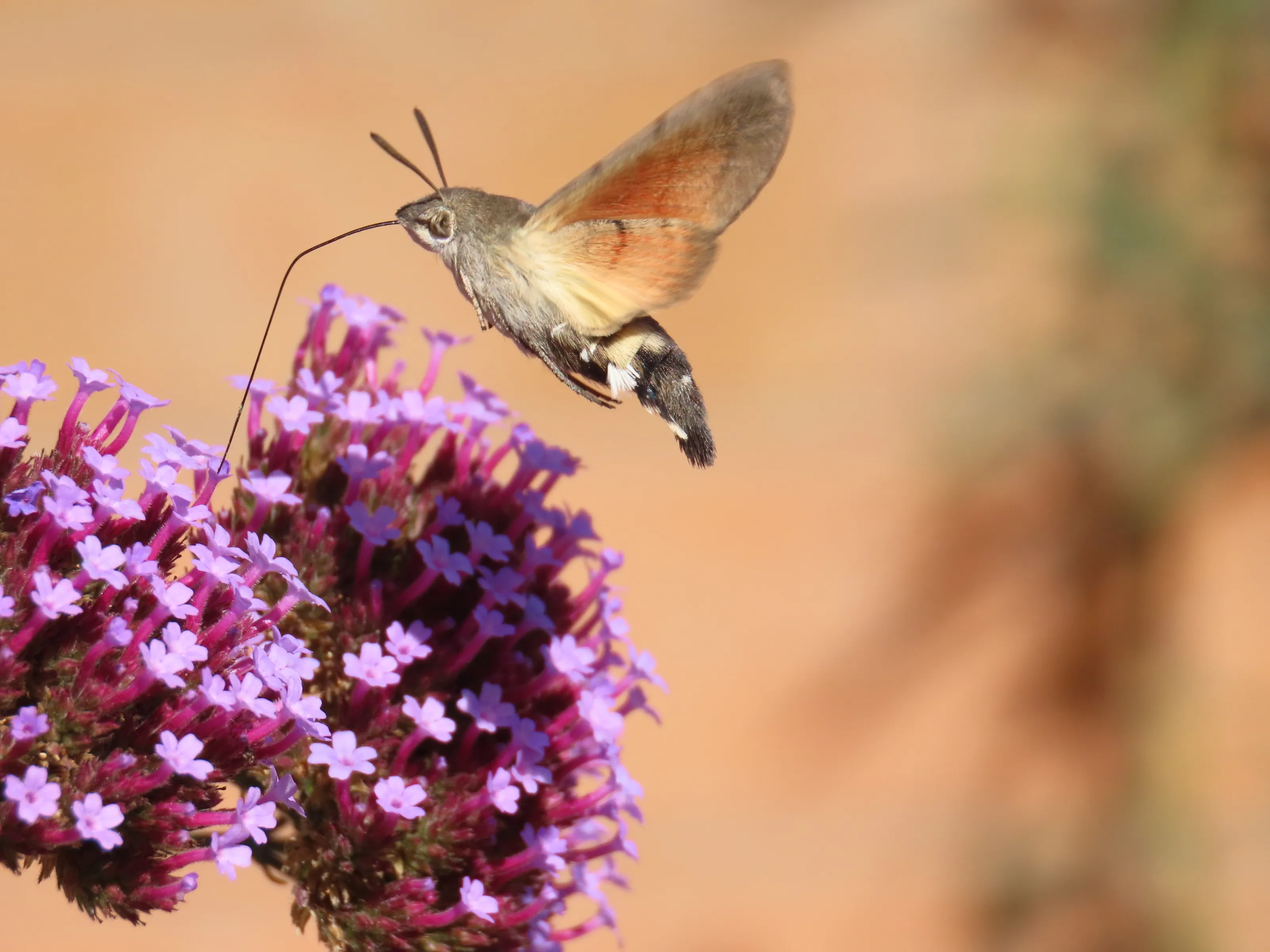Hummingbird Hawk Moth