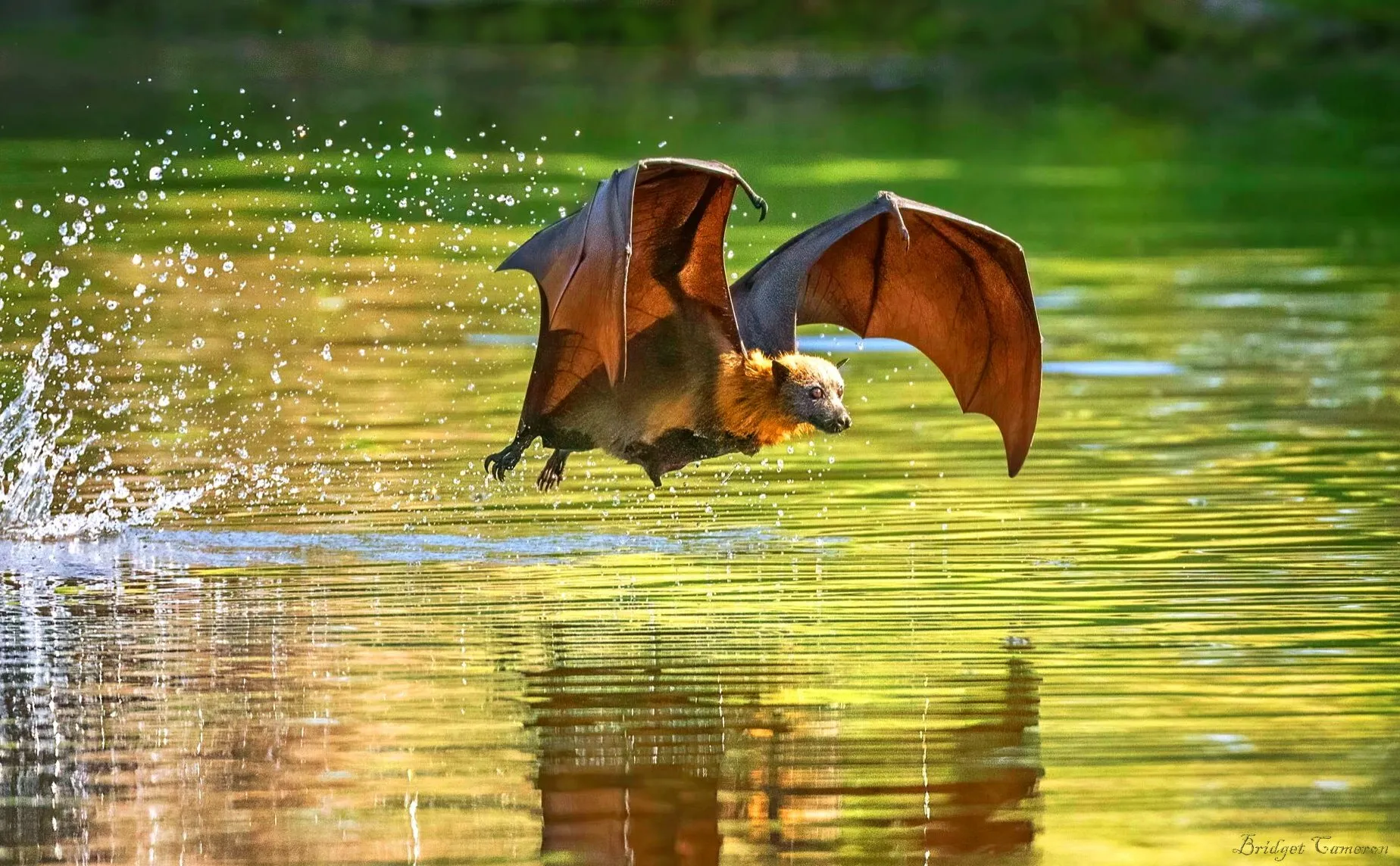 Bats (animals only)