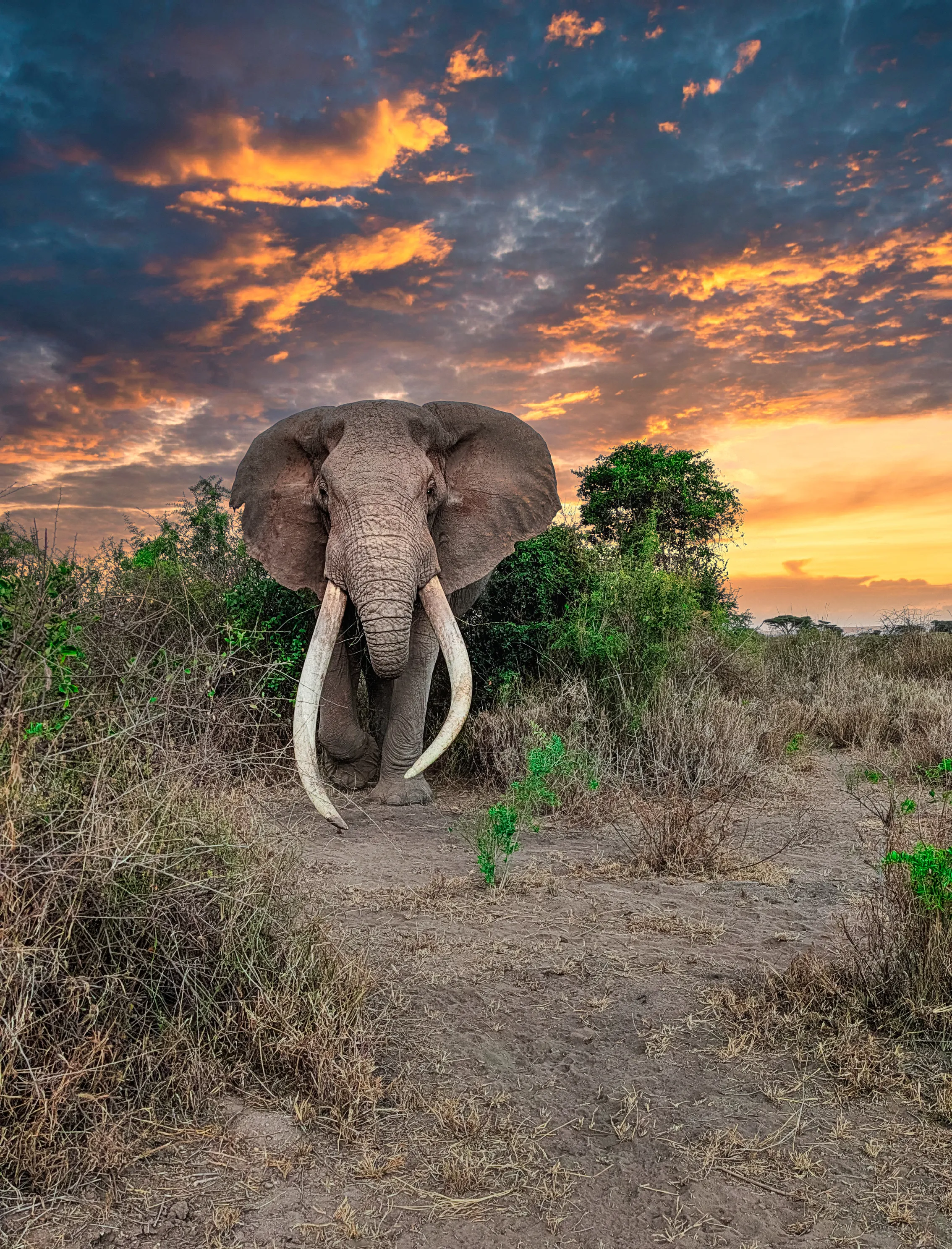 Majestic Titan of Amboseli