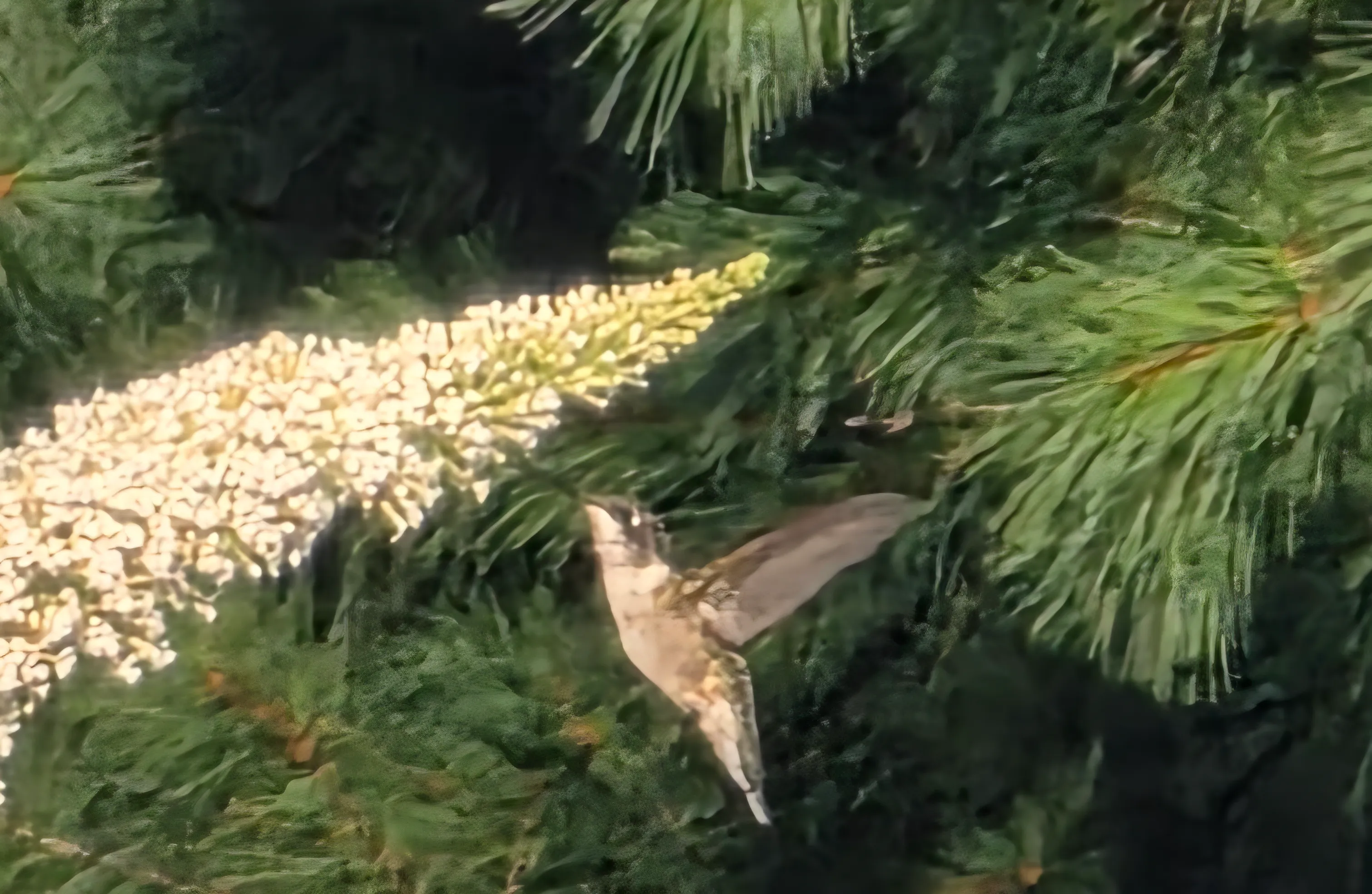 Hummingbird