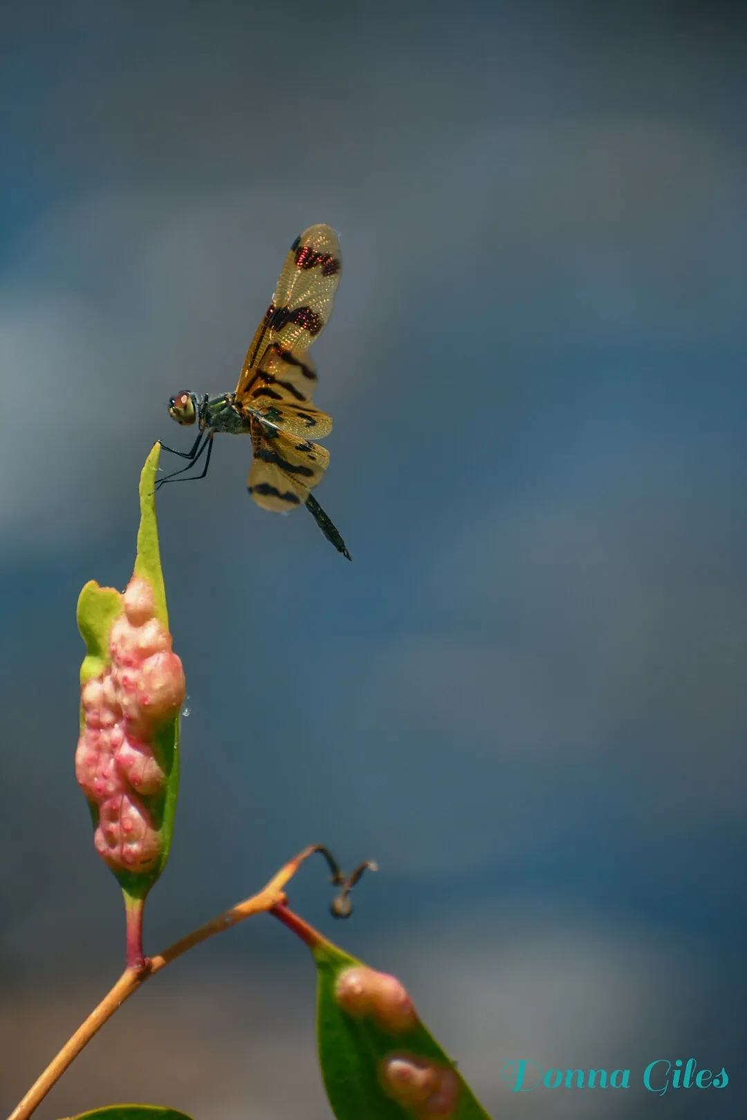 Flying fairy