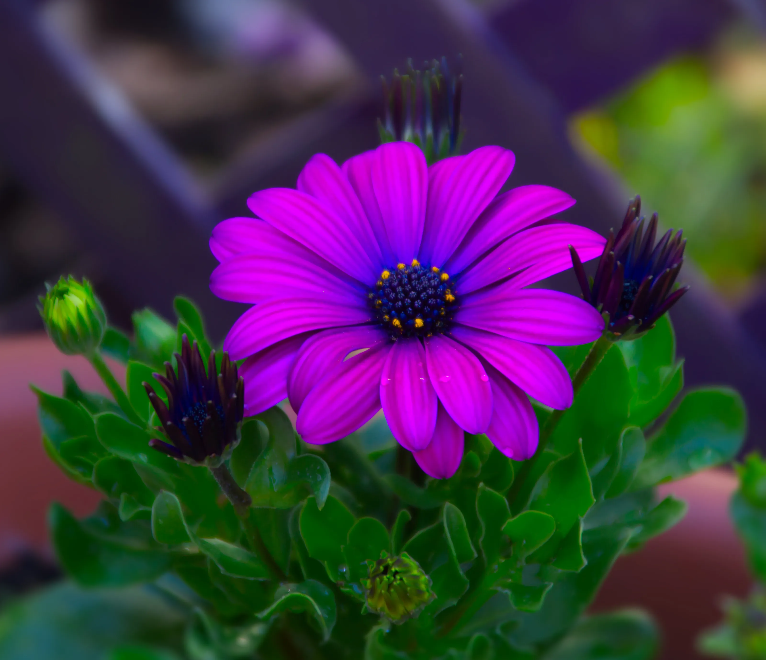 Colourful Flowers