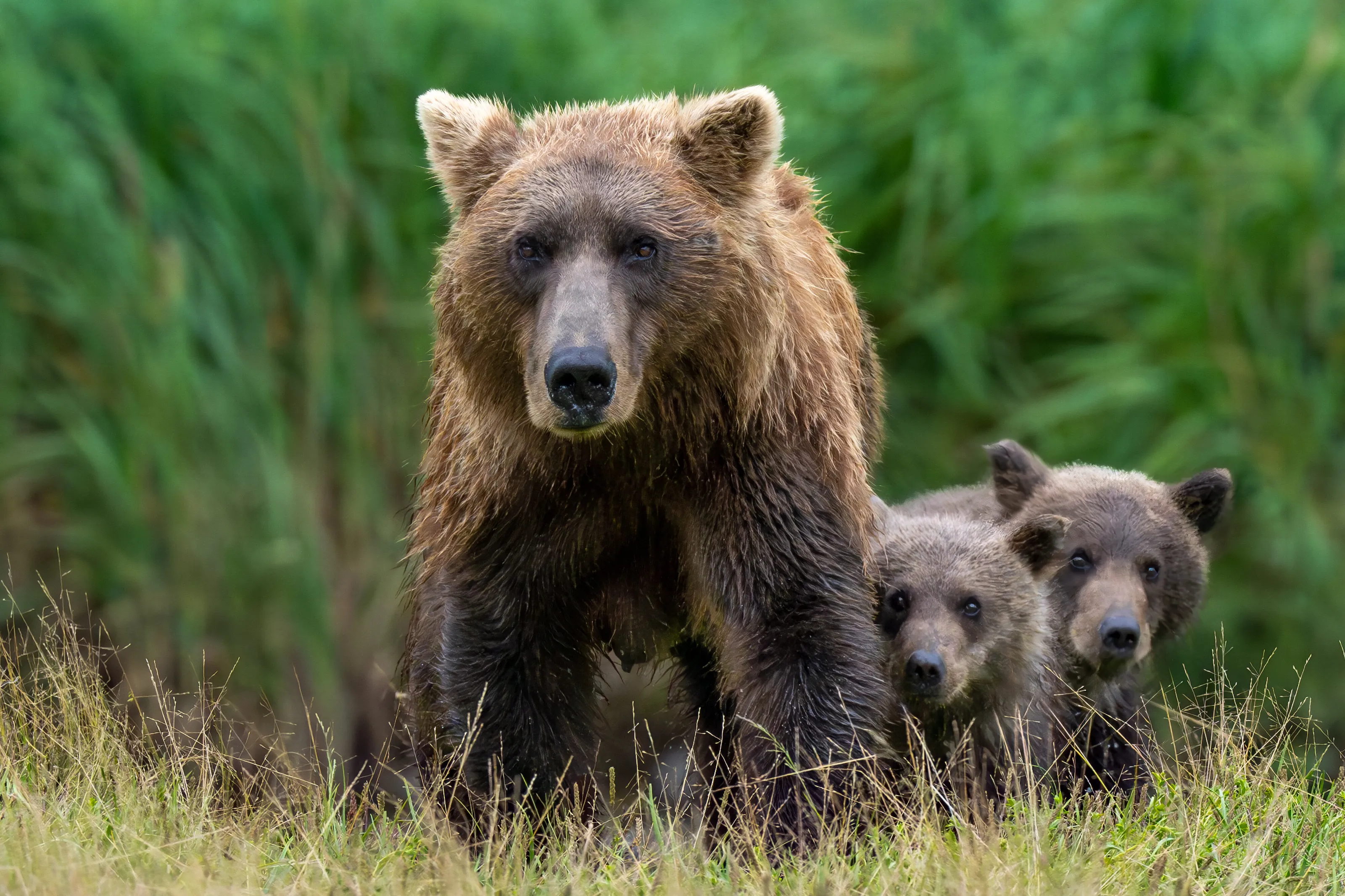 Bears