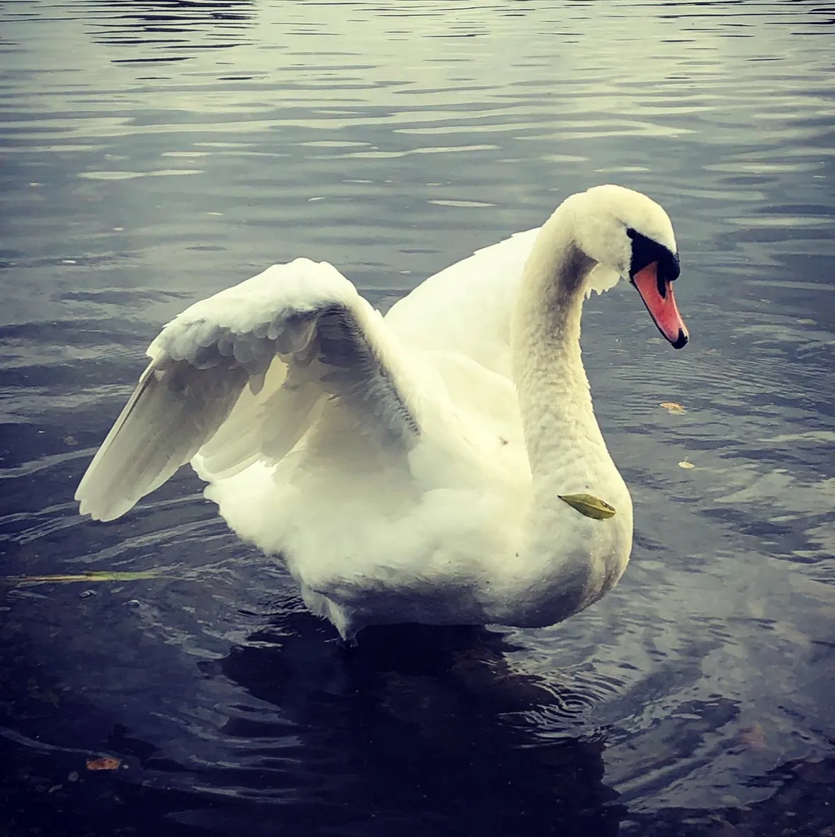 Beautifully pure