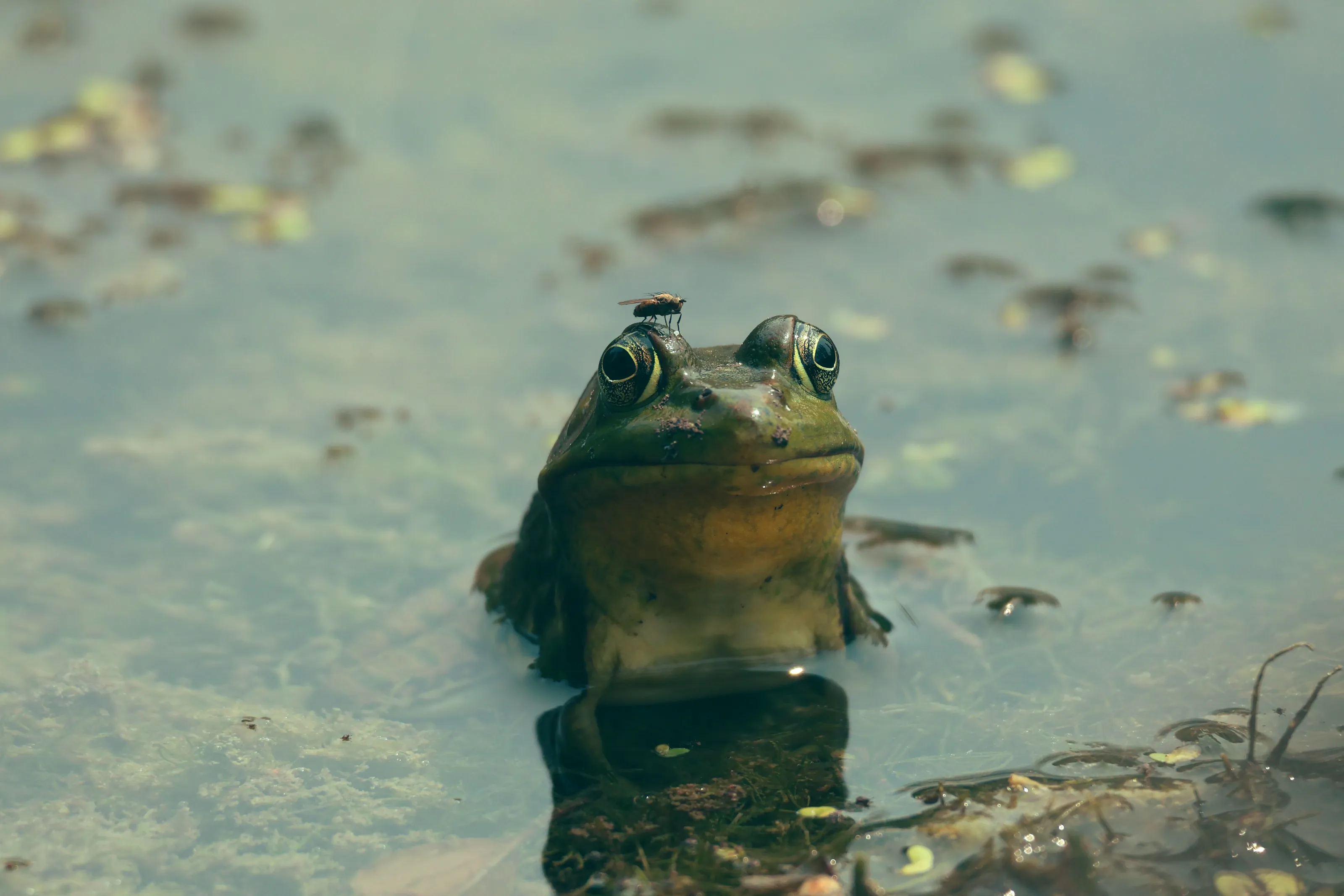 Fly and frog
