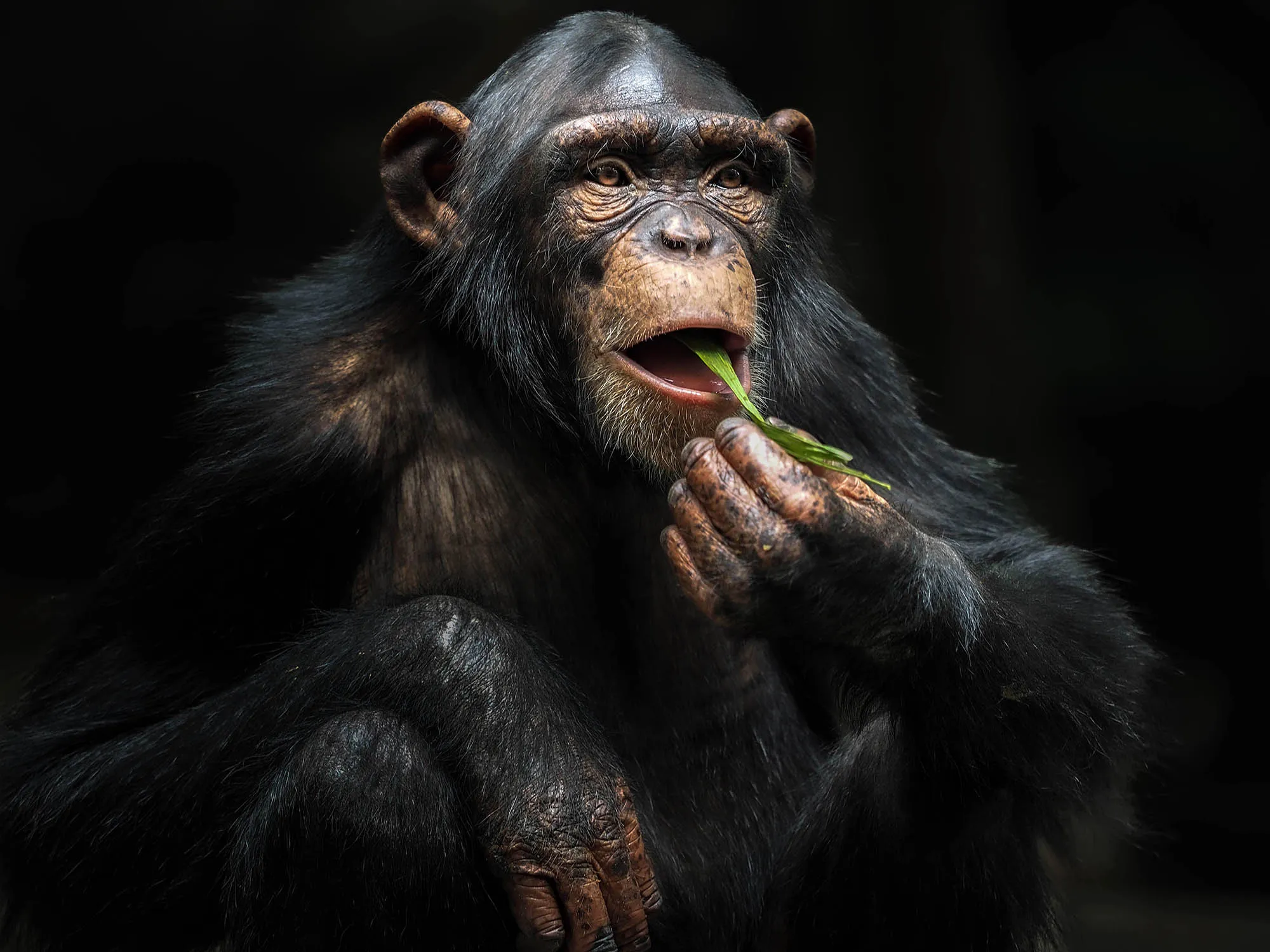 The Chimp