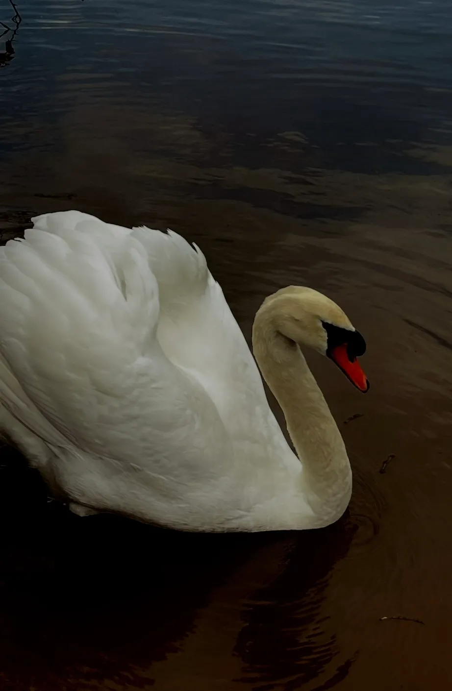 Swan