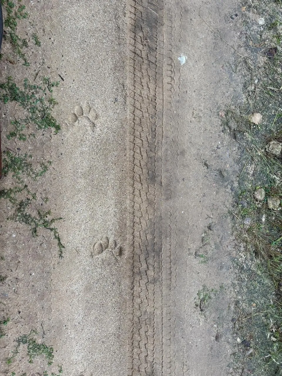 Pugmarks of the sher khan of Bandhavgarh Tiger Reserve