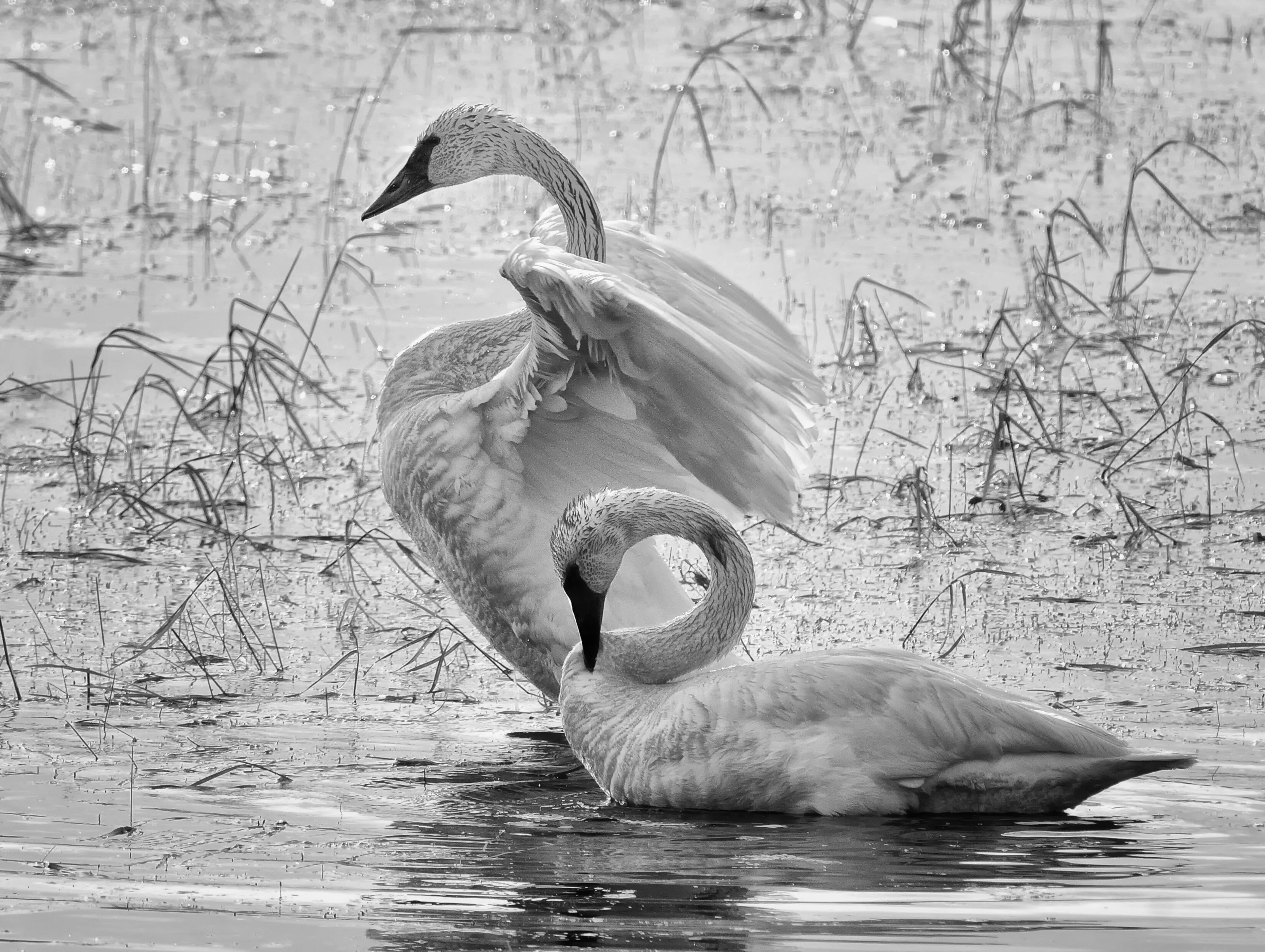 Trumpeter Swans
