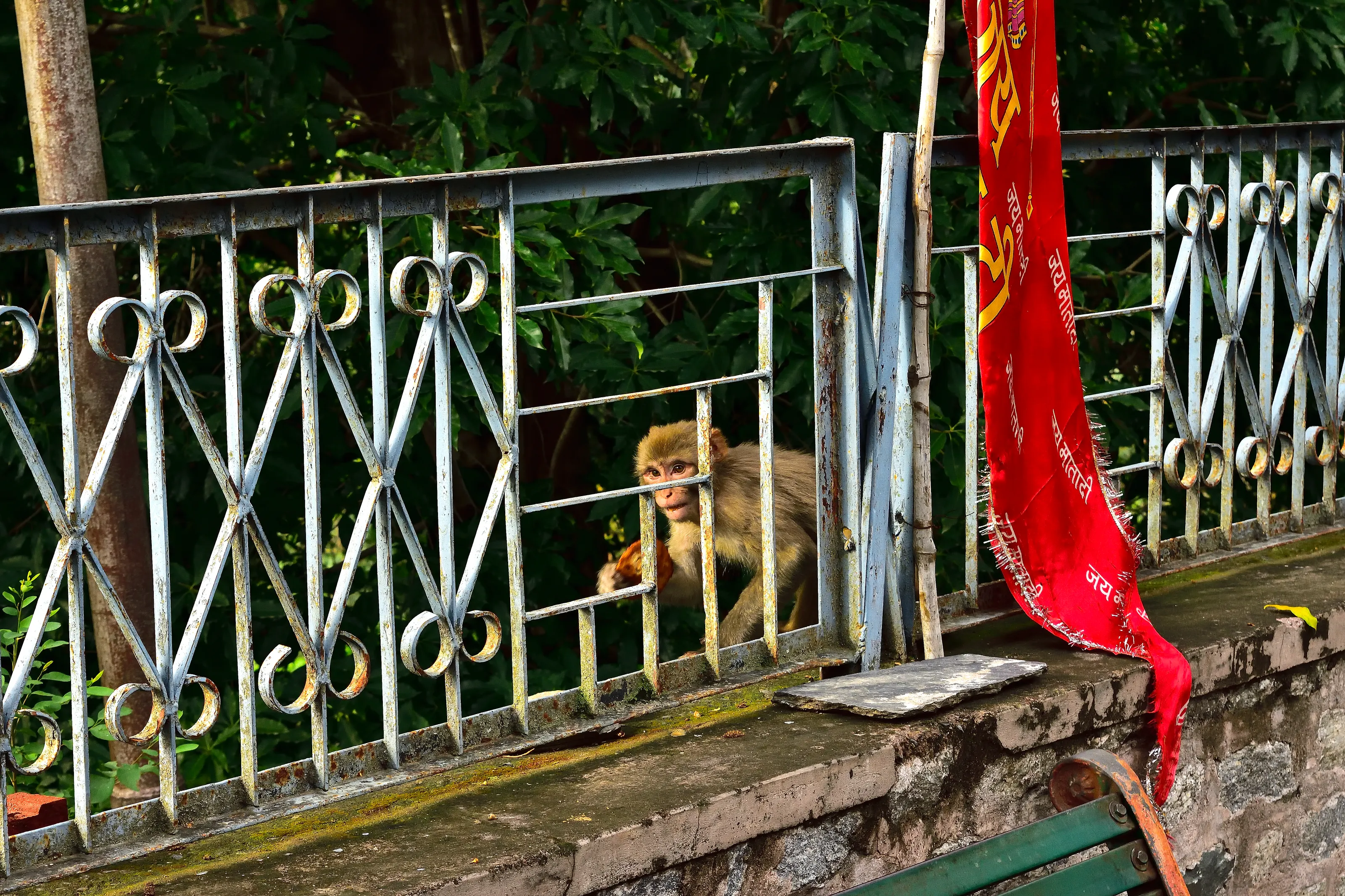 Monkey