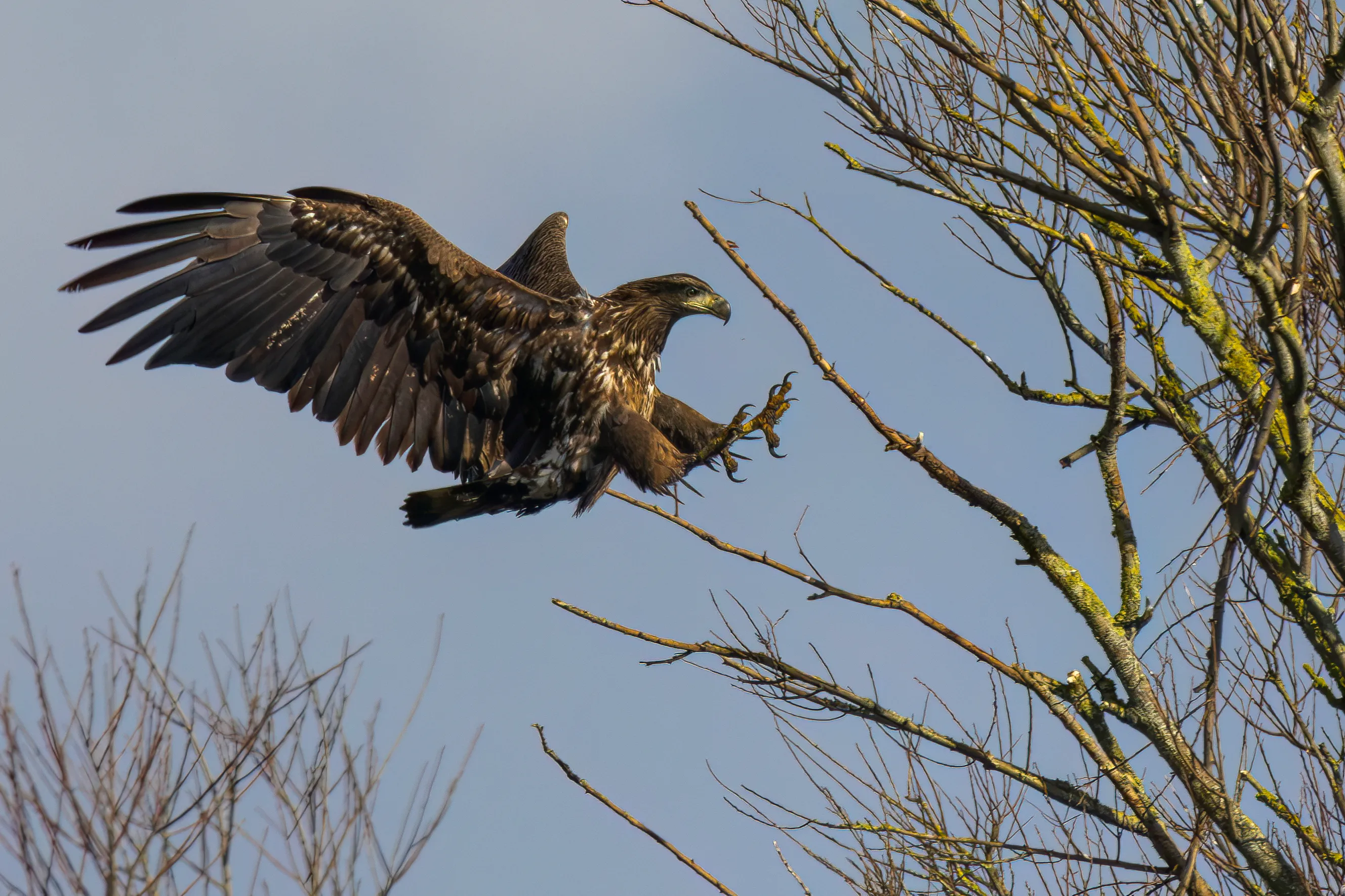 The White Tailed Eagle: majestic precision