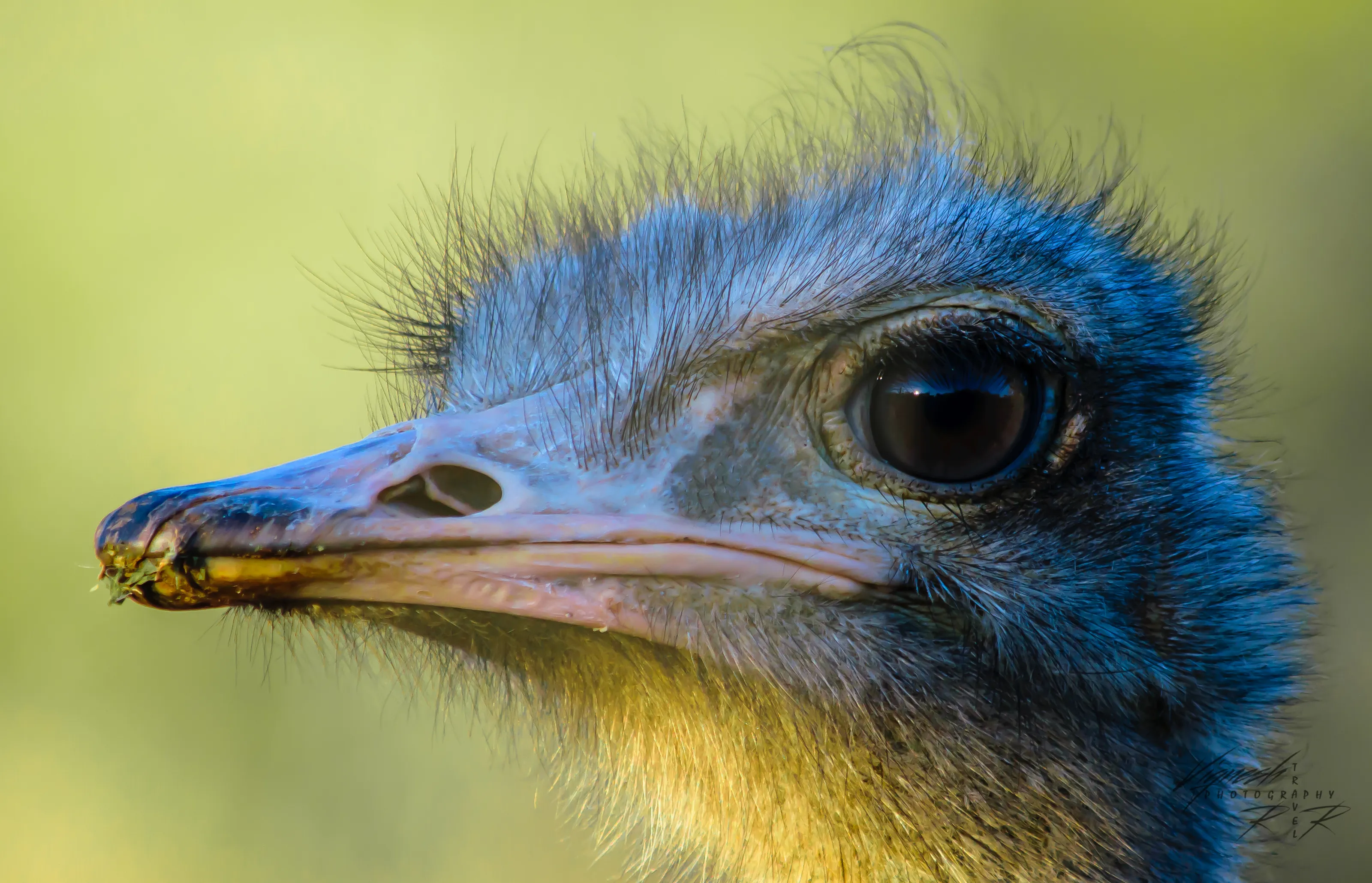 Ostrich