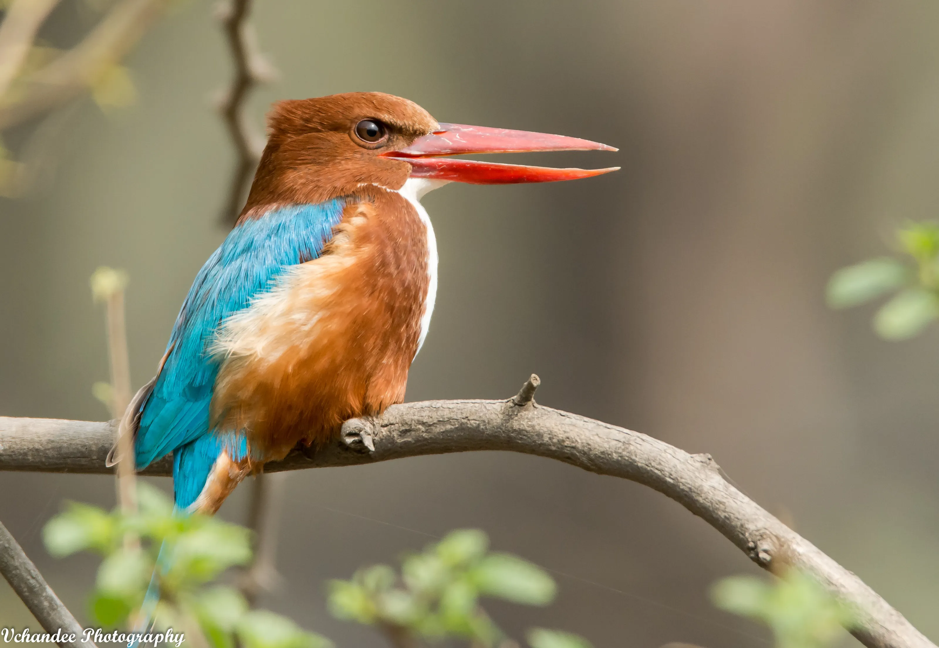 White Breasted Kingfisher
