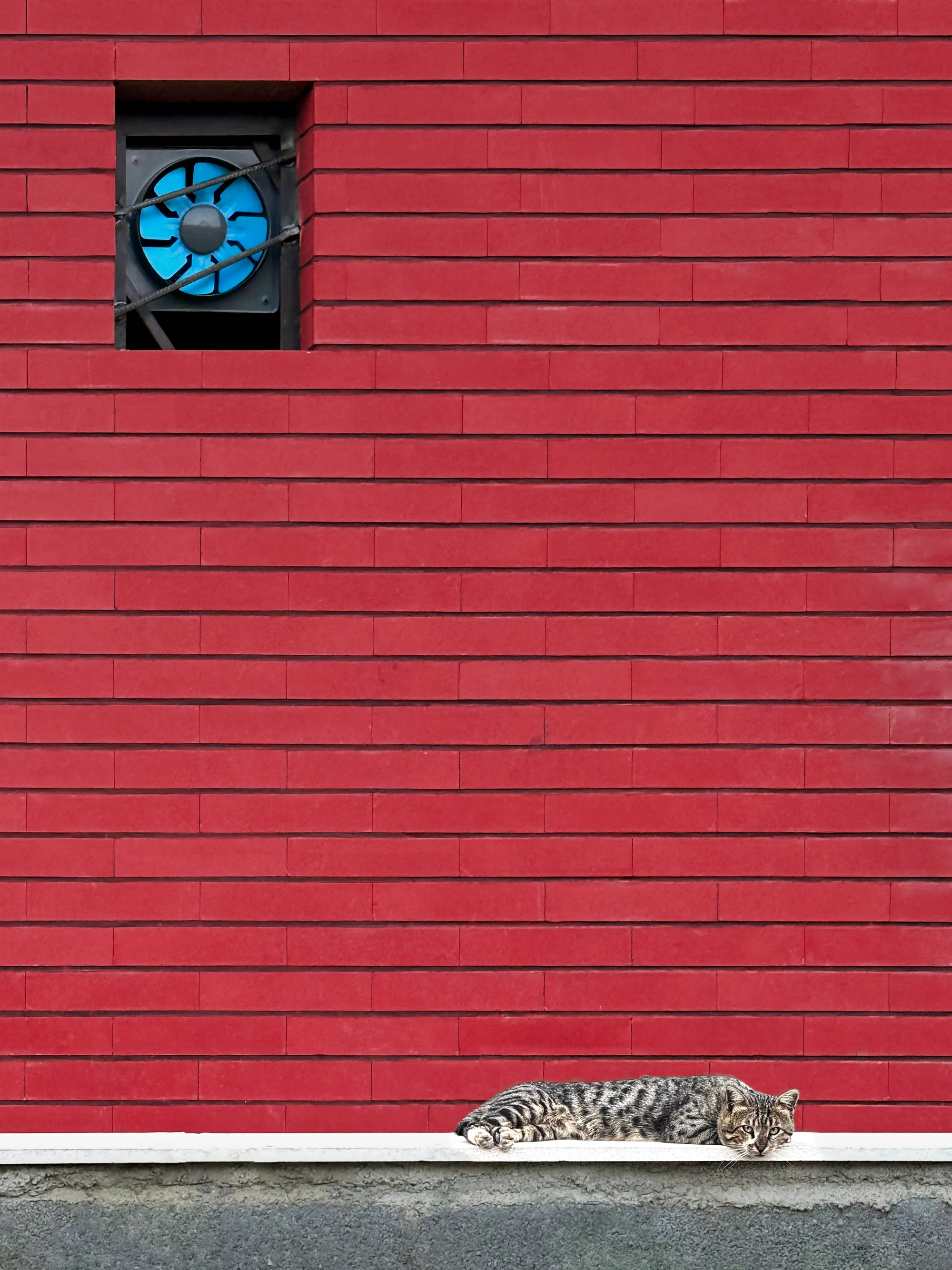 Cat and Fan
