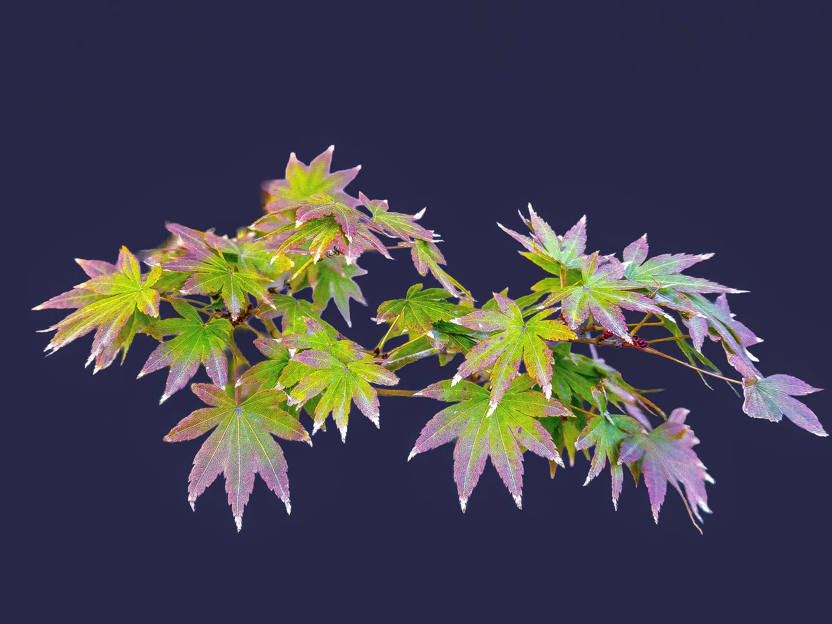 Maple Leaves