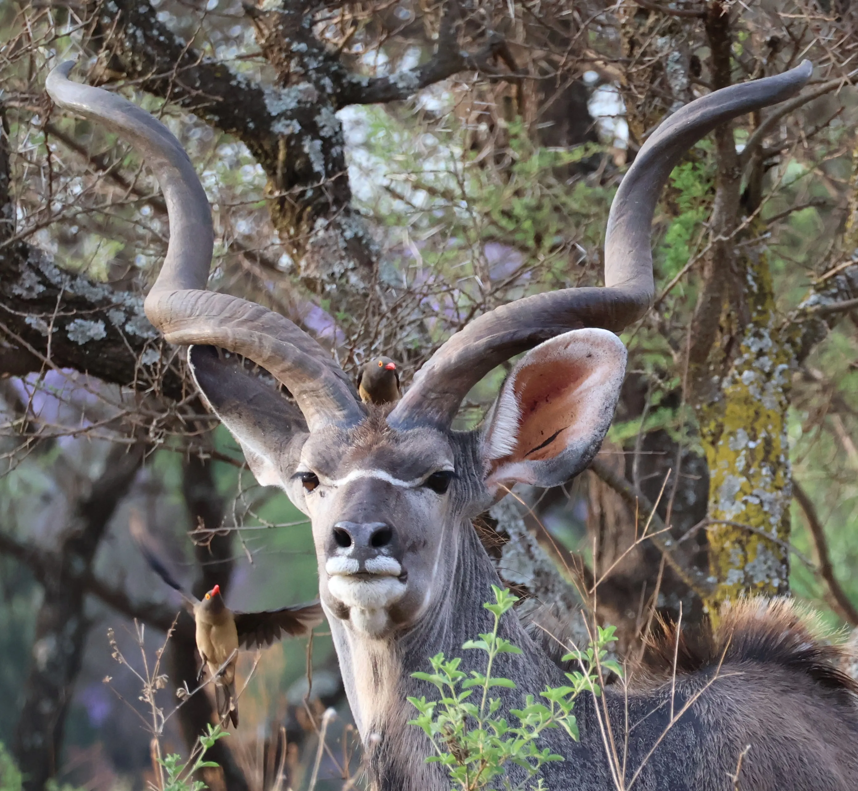 Kudu