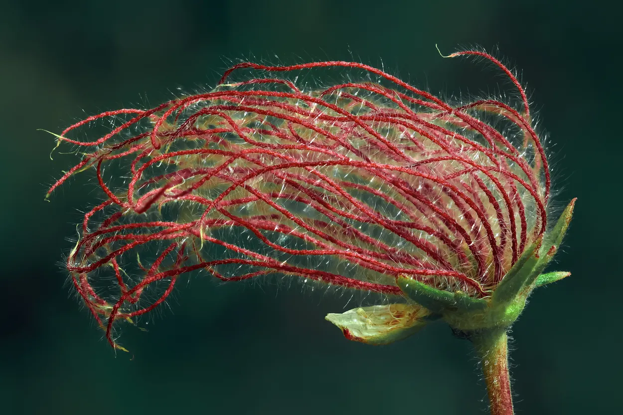 odd plant