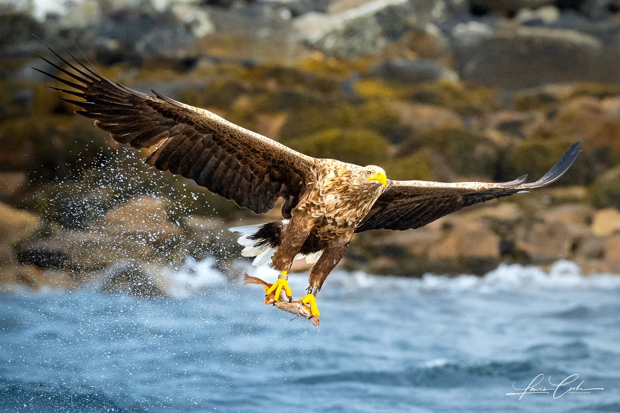 Entry 25844402
