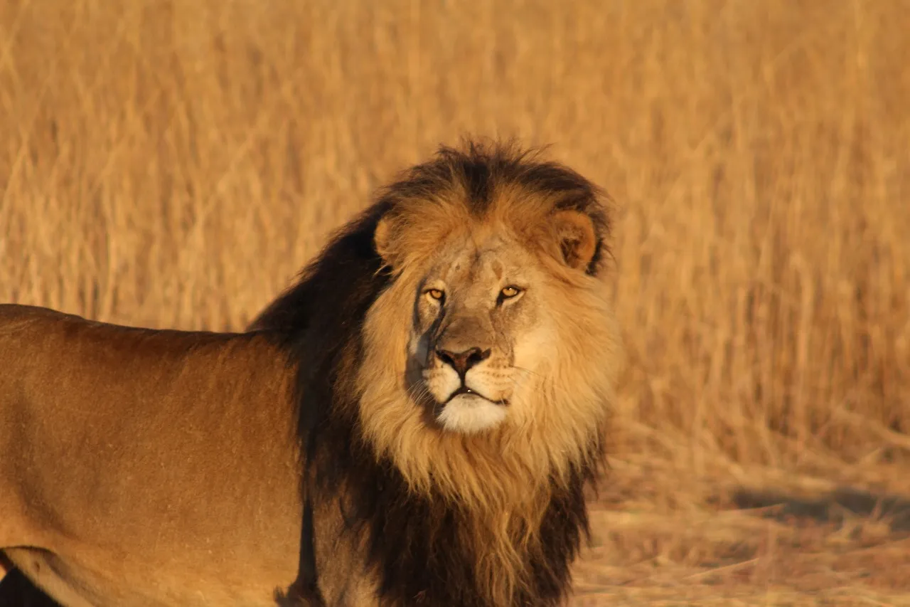 Mufasa