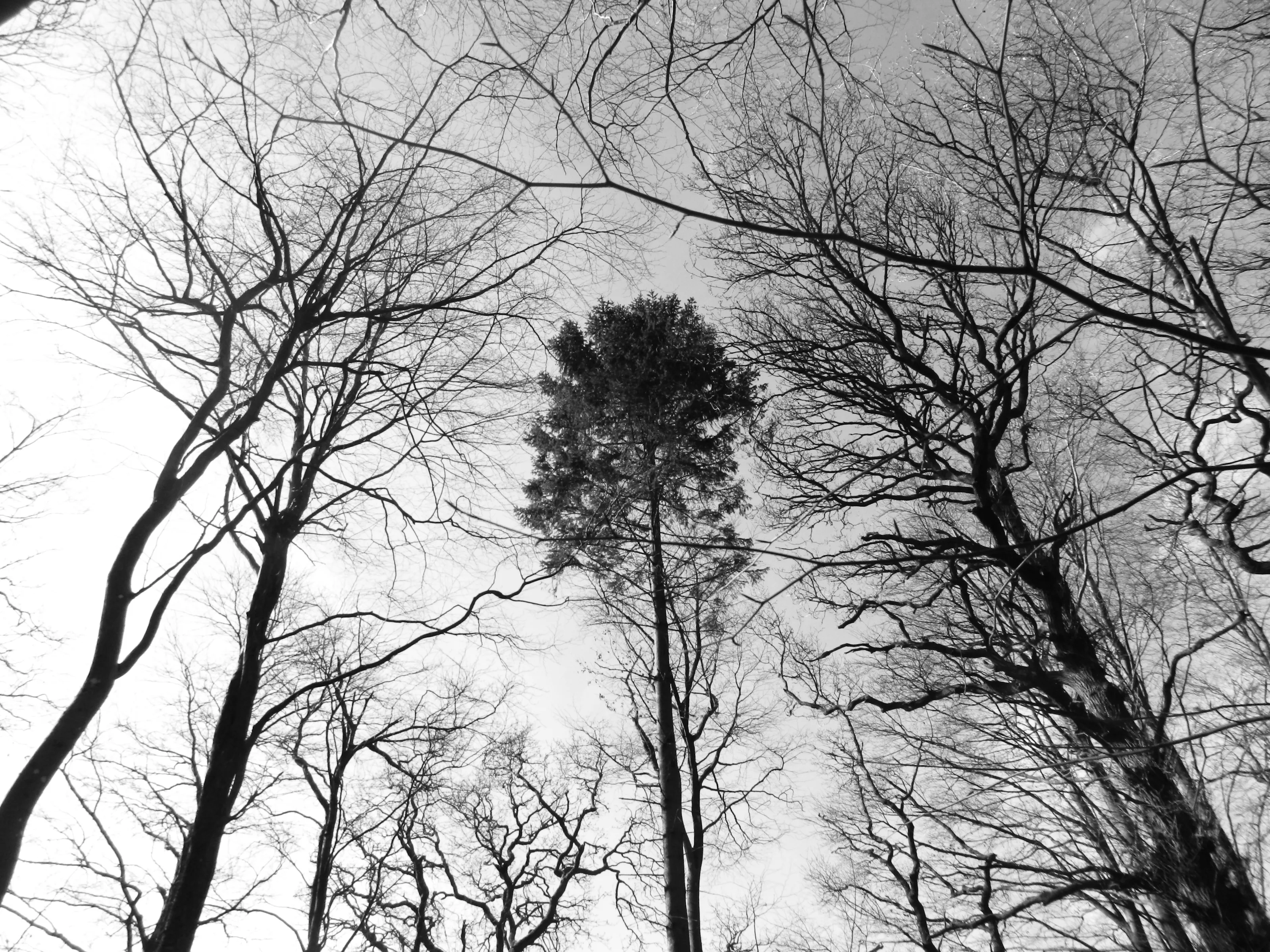 Trees