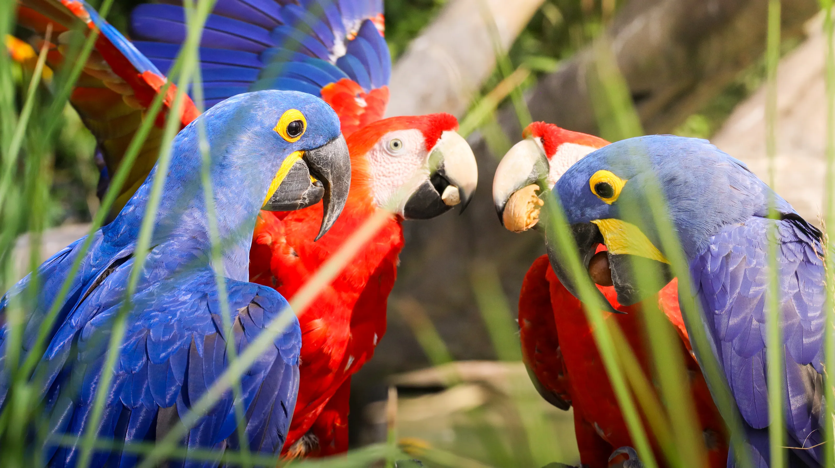 Macaws