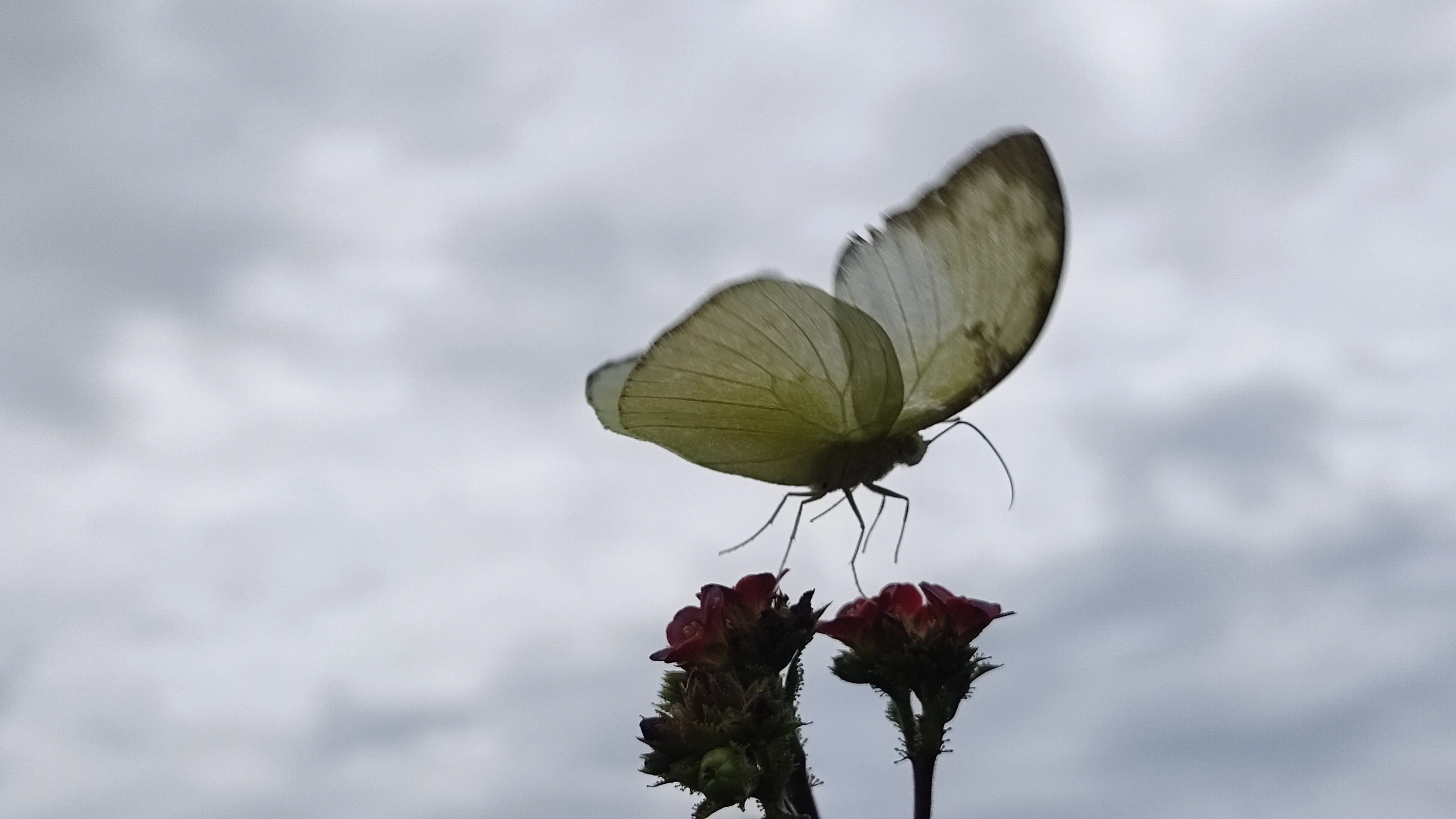 Angel of nature