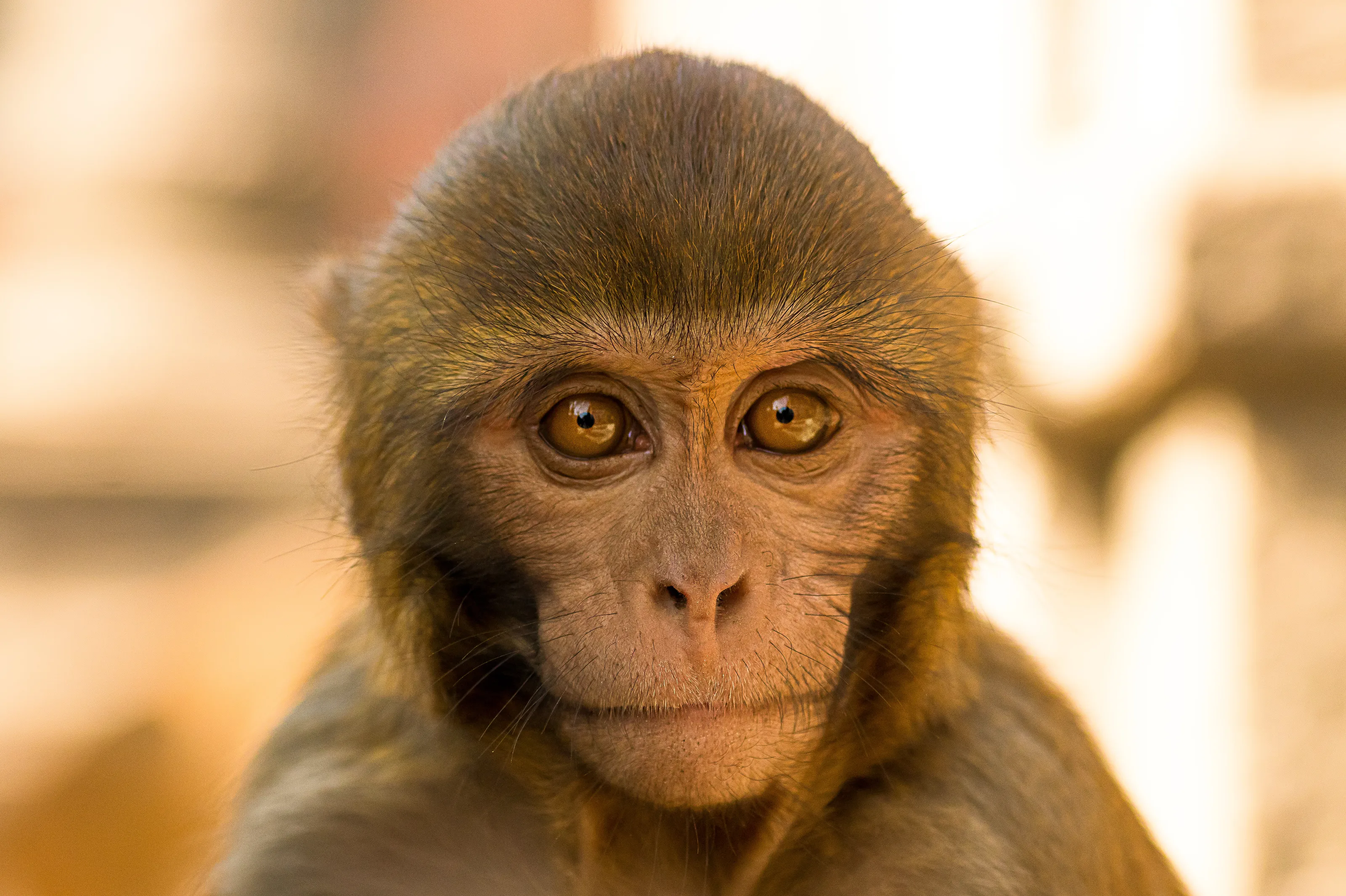 Monkey Business