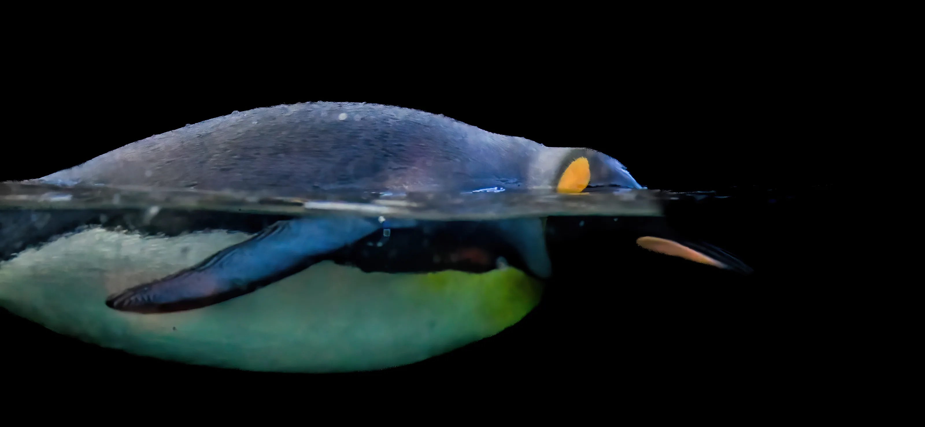 Animals or People Swimming