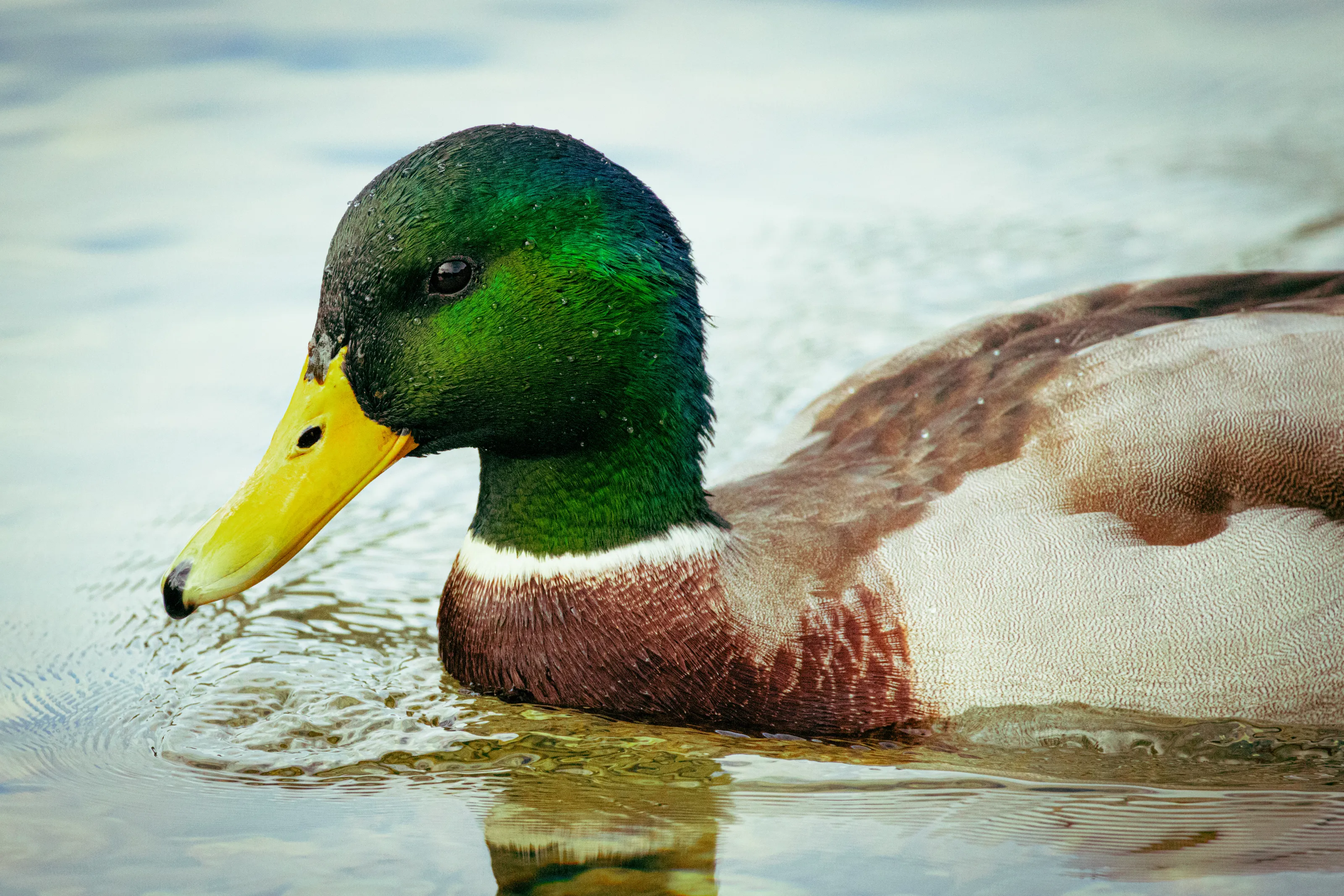 The pretty colors of the male mallard