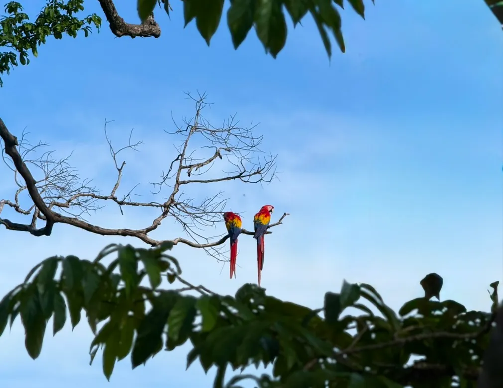 Scarlet Macaw in Costa Rica