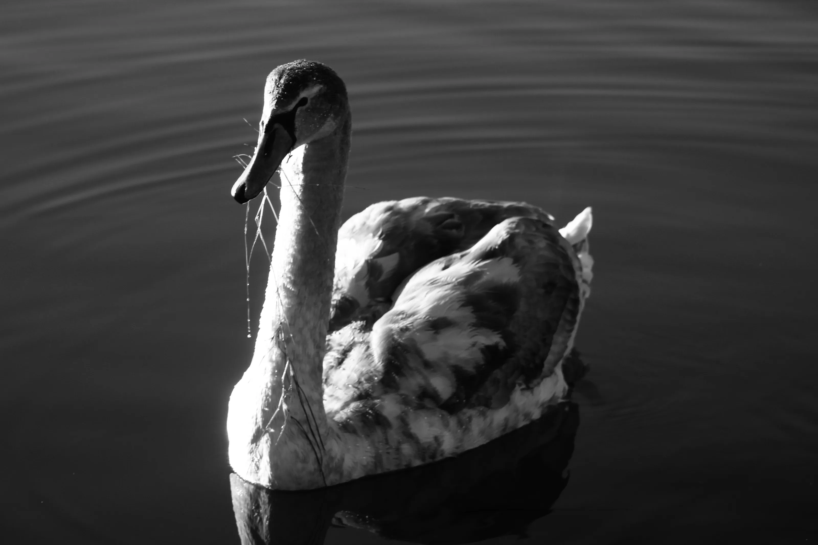 Swan on sea