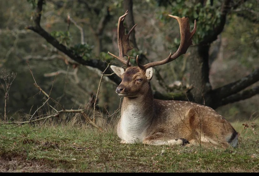 A nice deer sitting