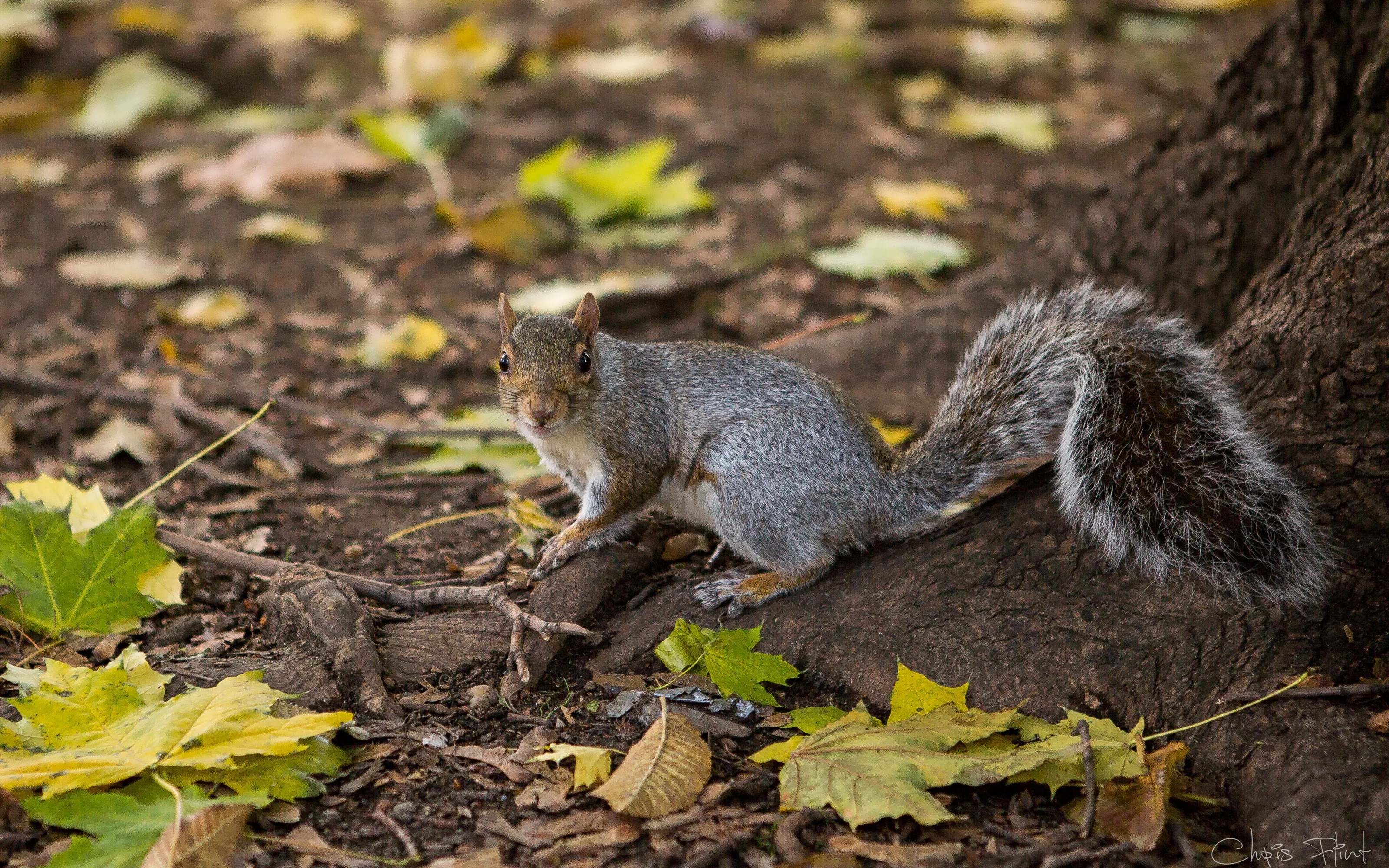 CENTRAL PARK Squirrel