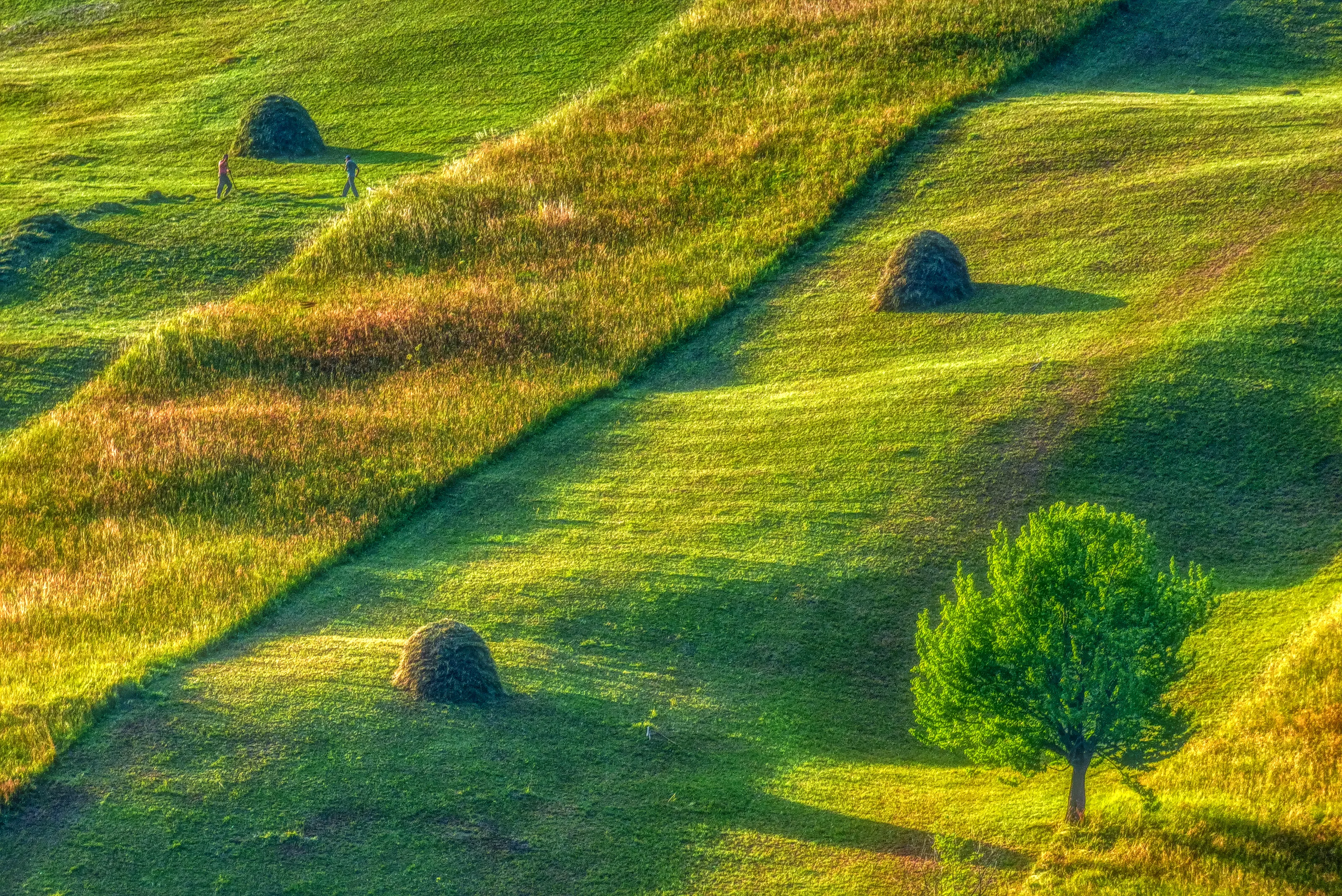 Hay making