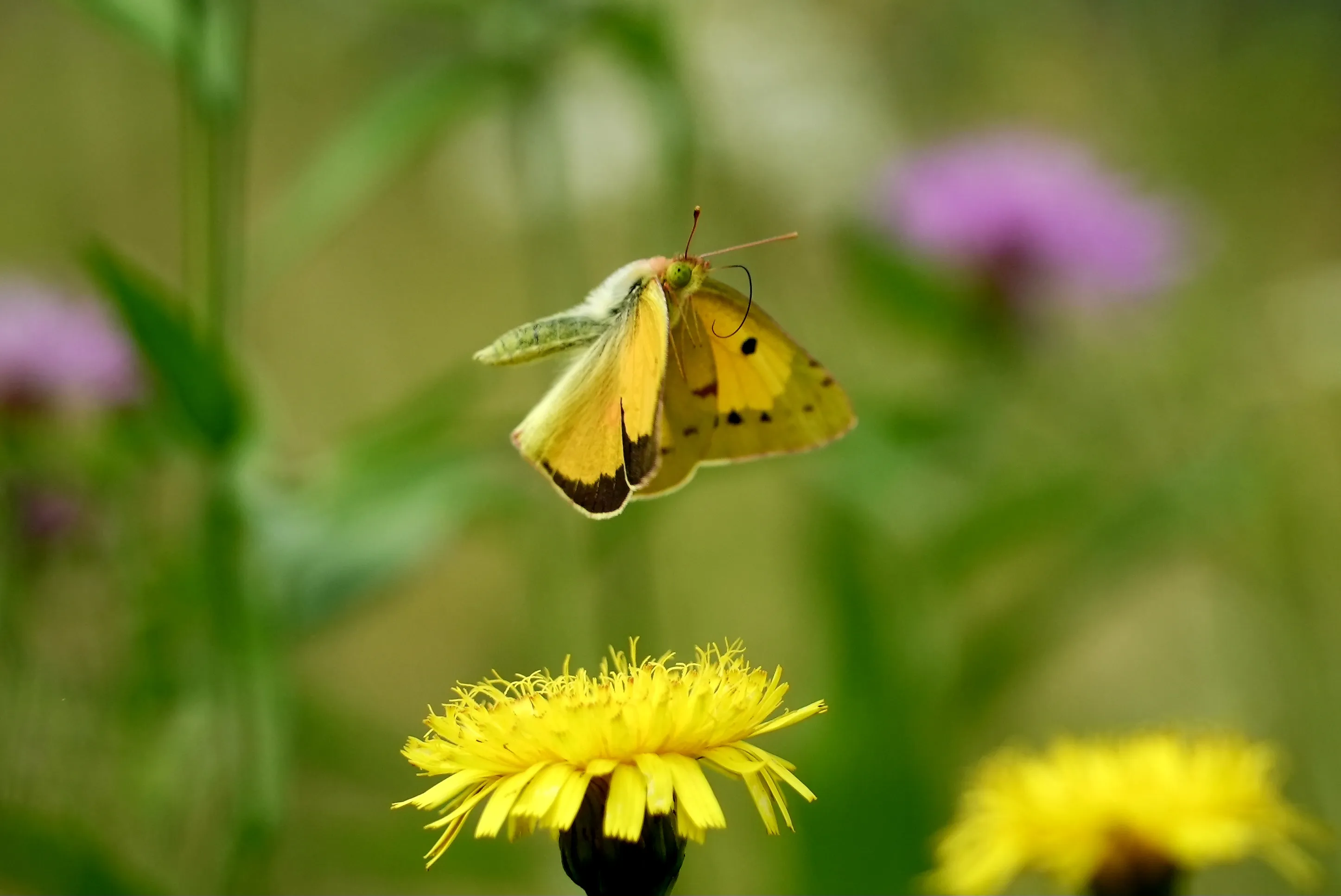 Colias croceus