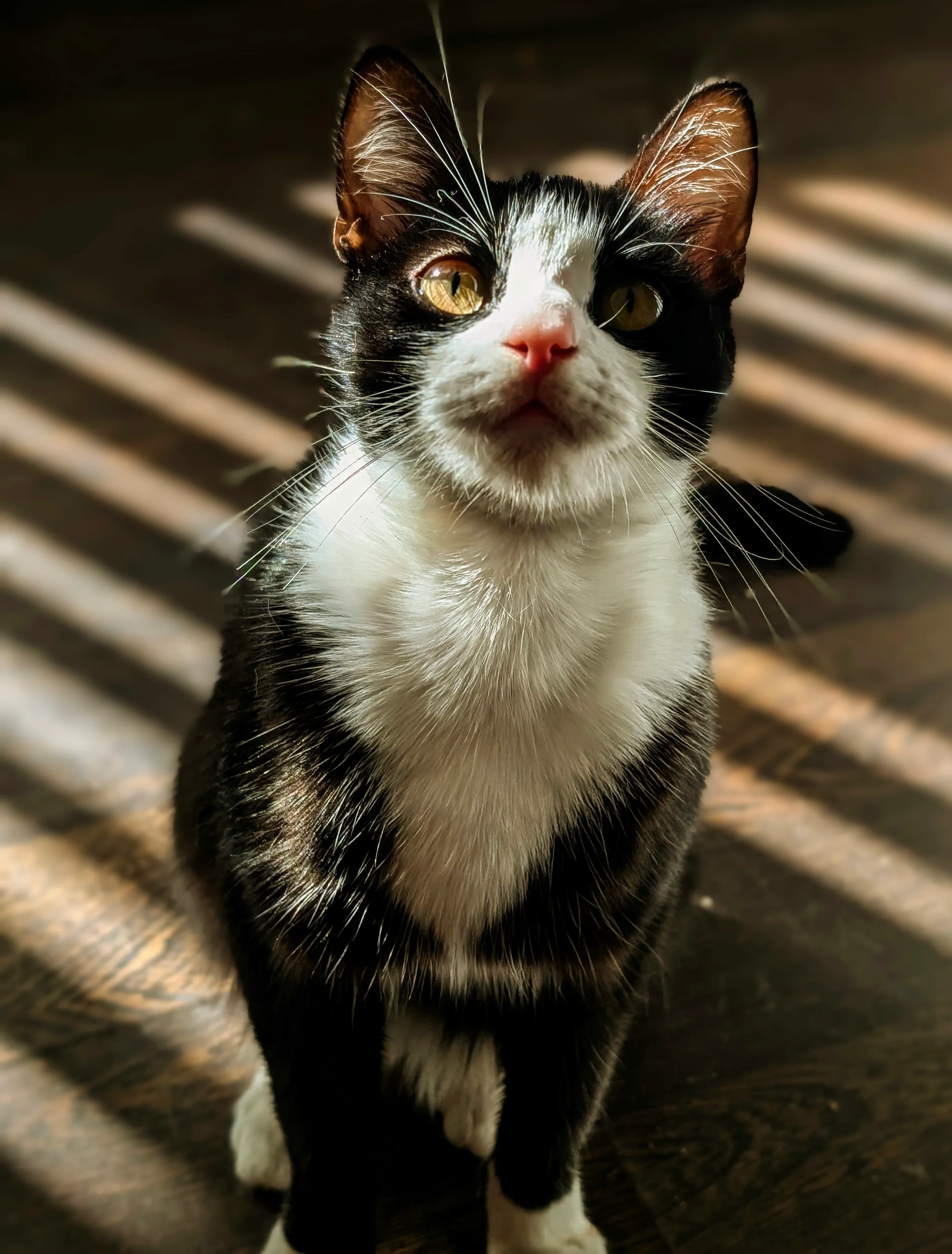 Cat in light