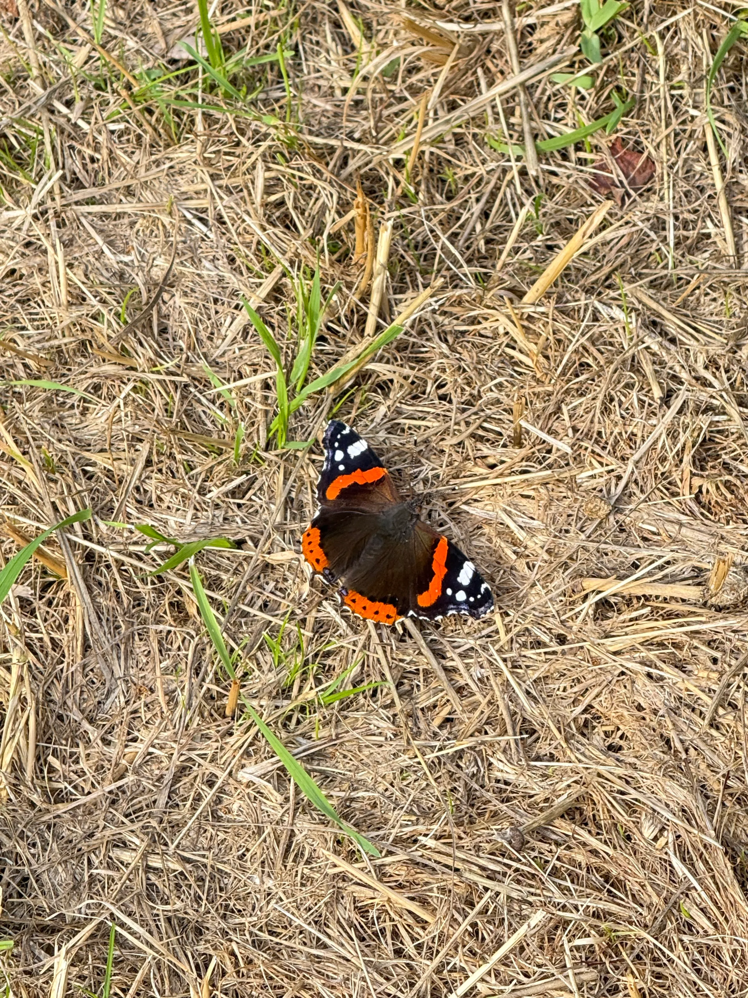 Red Admiral🦋🖤❤️