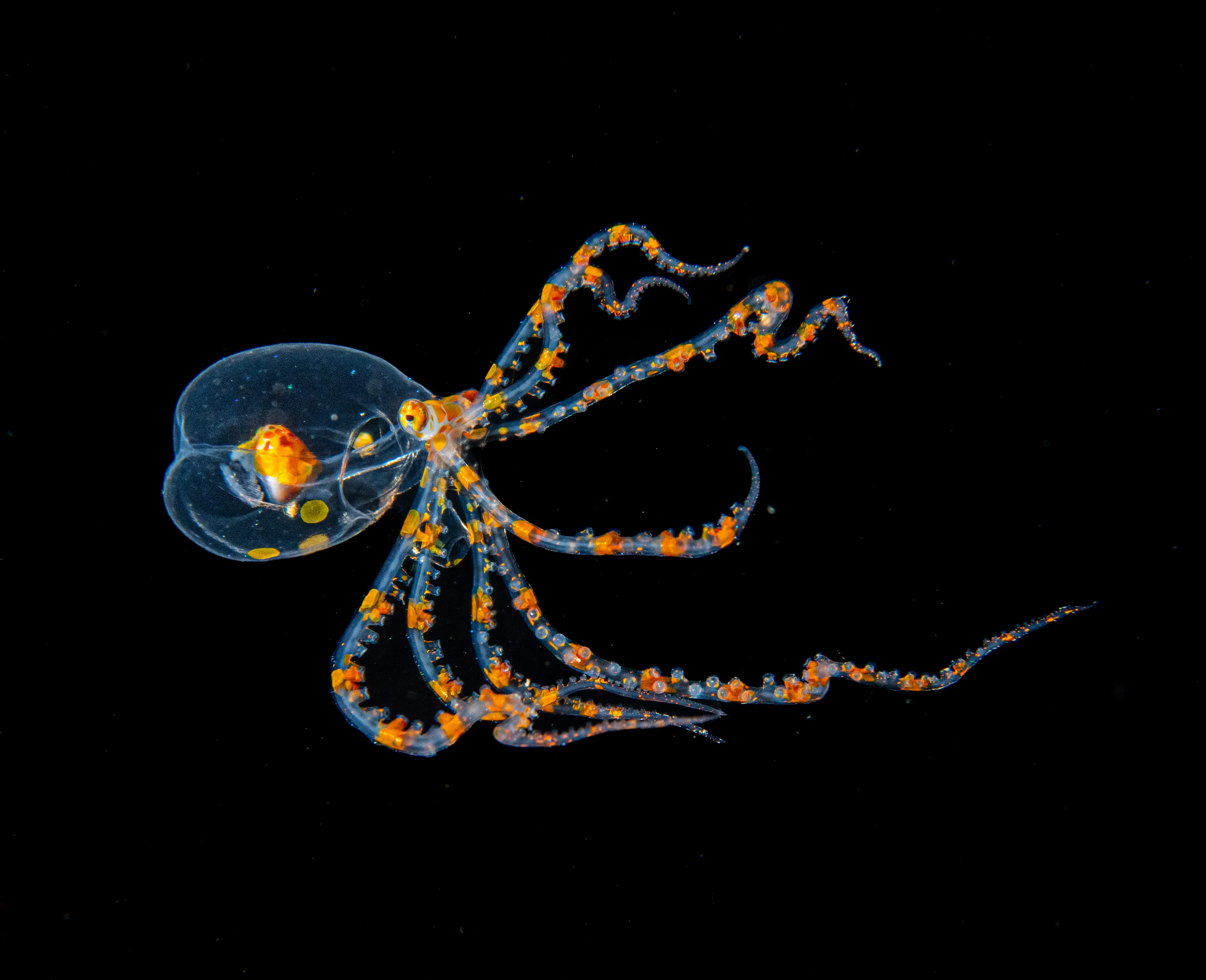 Blackwater diving