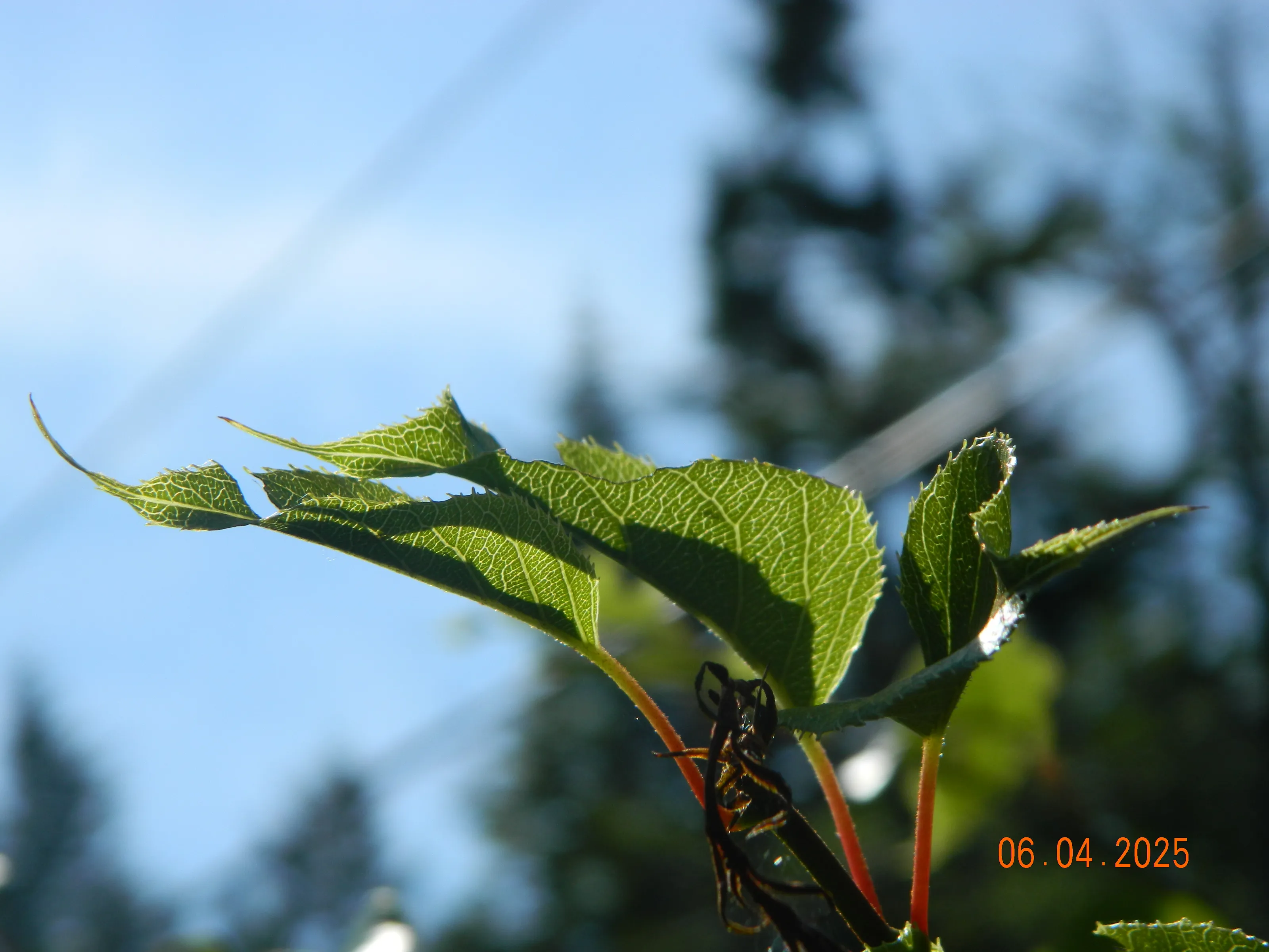 sunlight through leaf