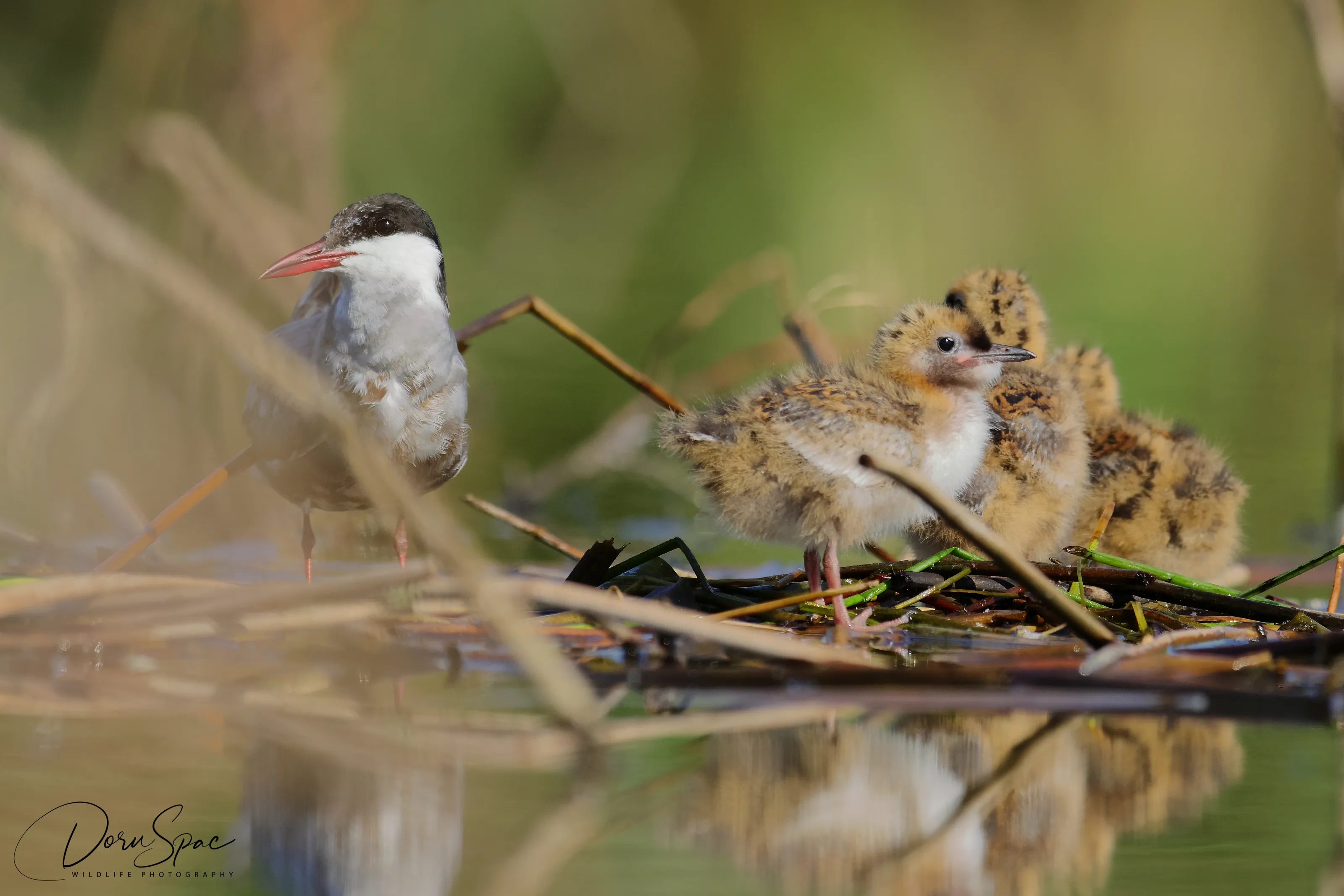 Baby Birds in the Wild