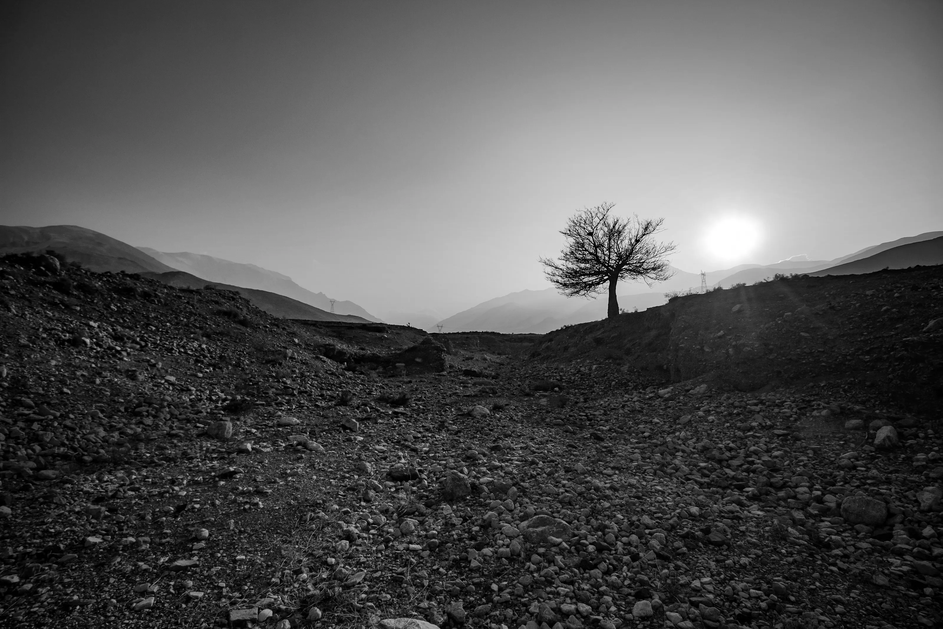 A tree in the valley