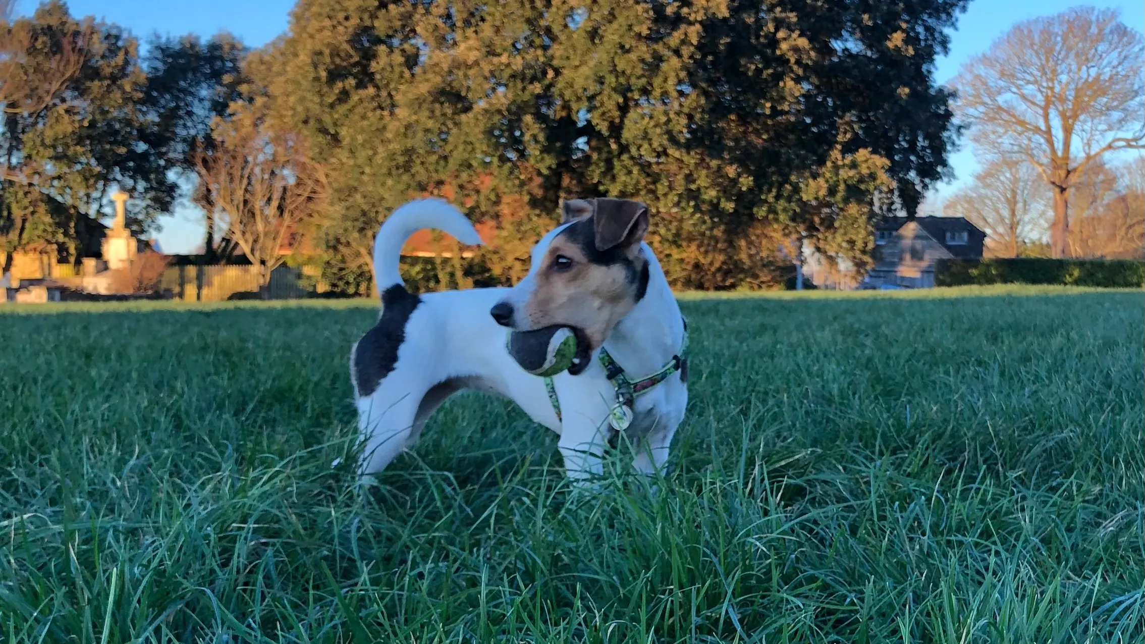 Jack Russell Terriers